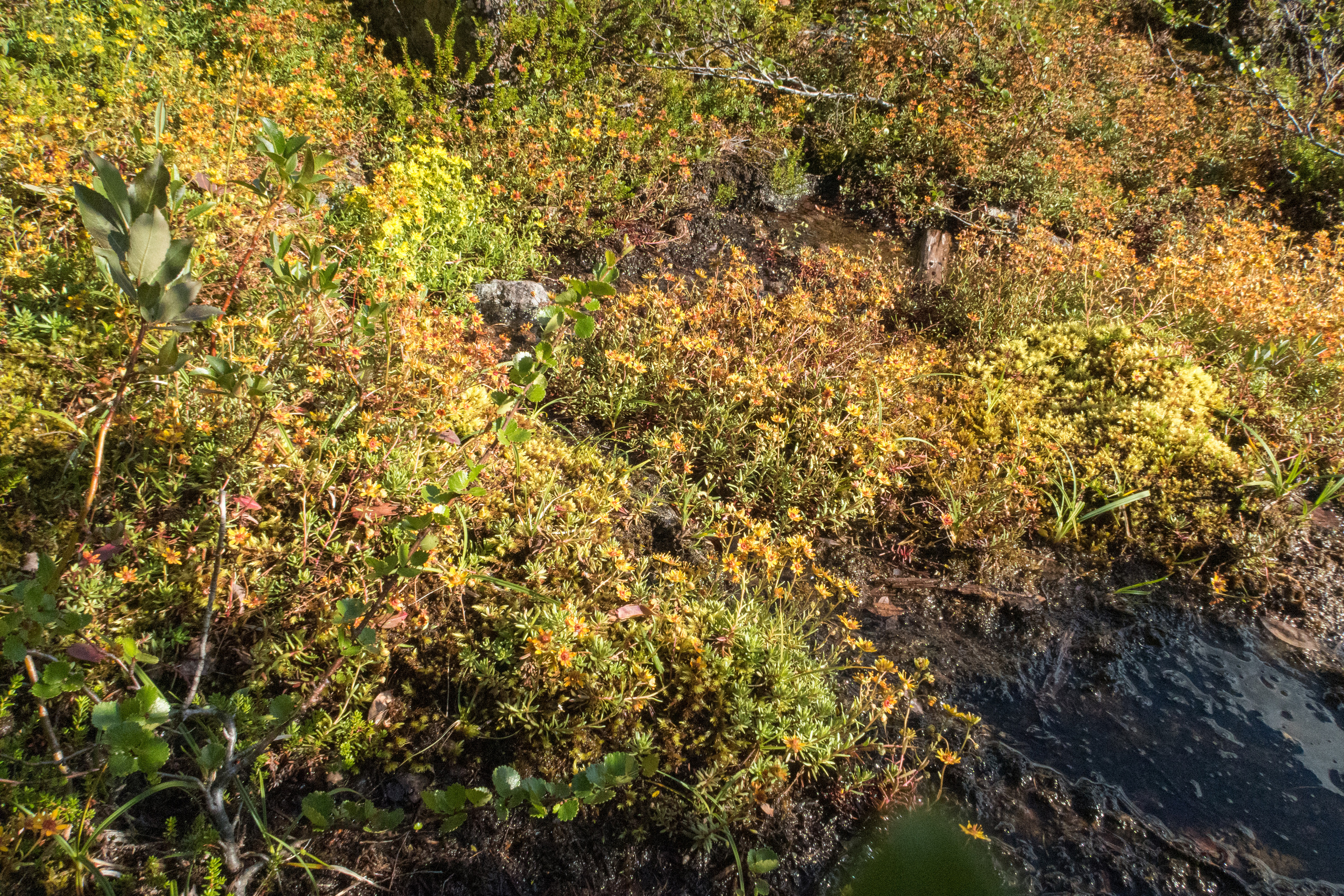 Кольский. Фото из походов и путешествий клуба скандинавской ходьбы Пойдем Ходить