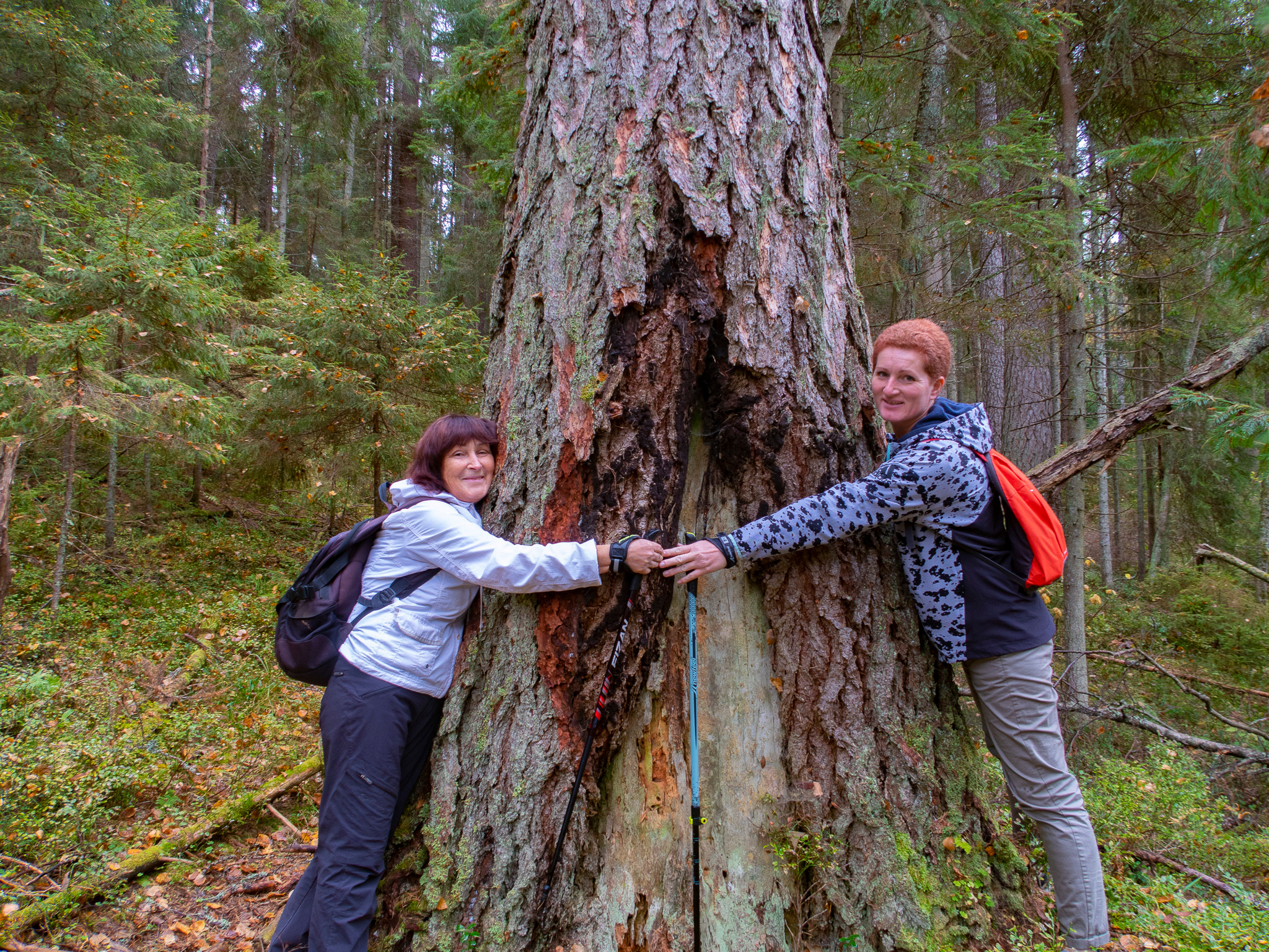 Линдуловская Роща. Фото из походов и путешествий клуба скандинавской ходьбы Пойдем Ходить