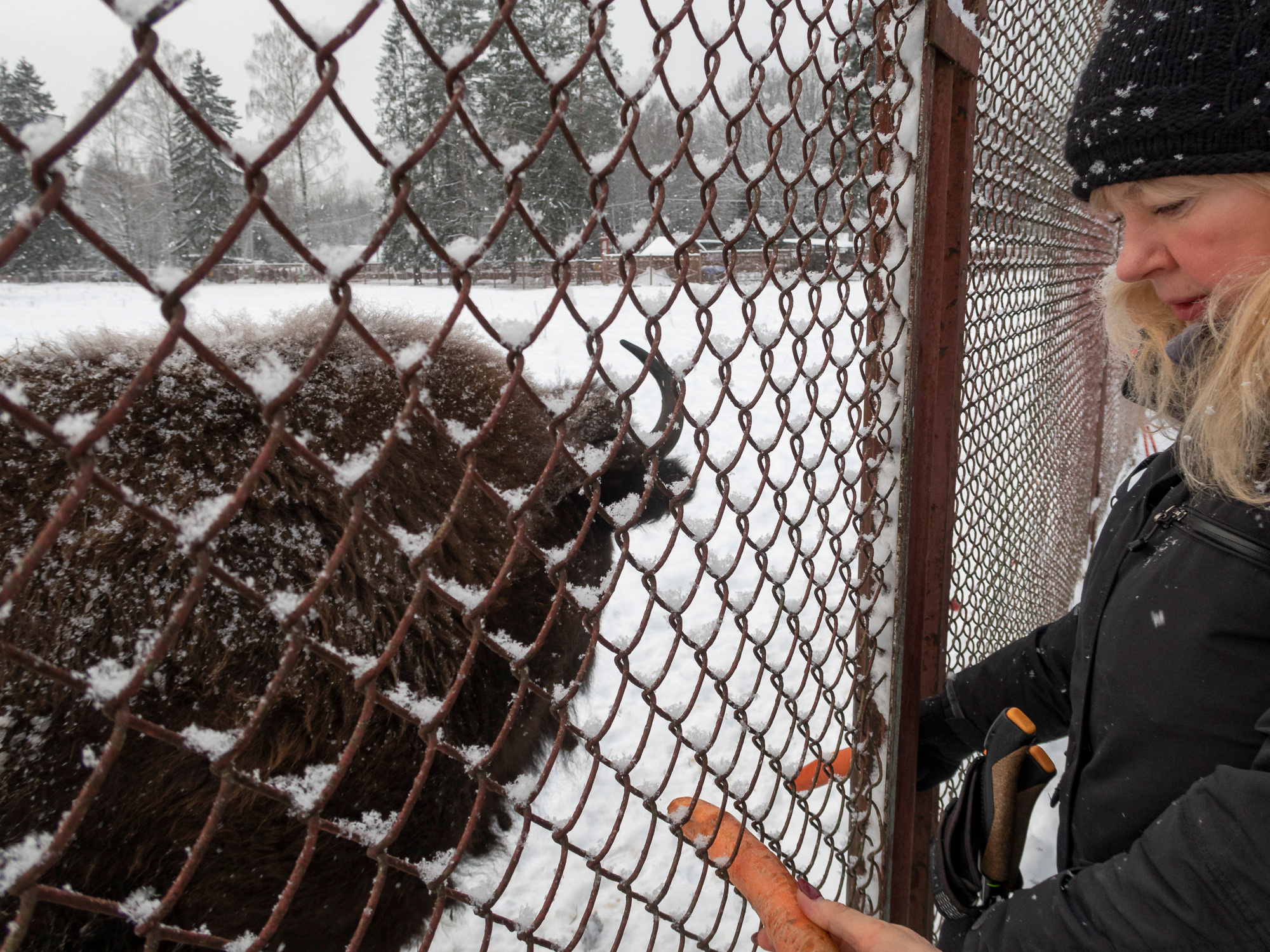 В Токсово к зубрам. Фото из походов и путешествий клуба скандинавской ходьбы Пойдем Ходить