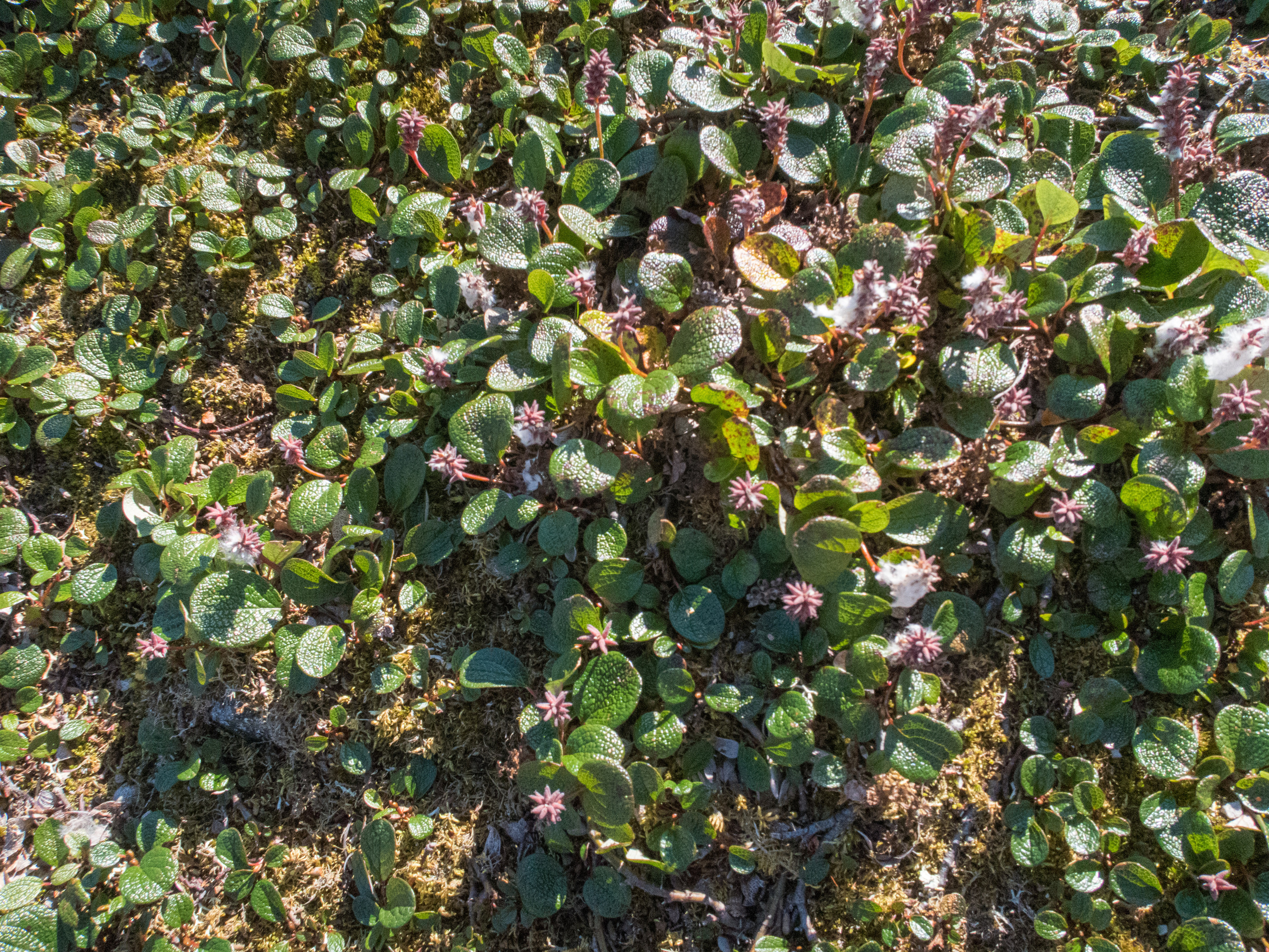 Кольский. Фото из походов и путешествий клуба скандинавской ходьбы Пойдем Ходить