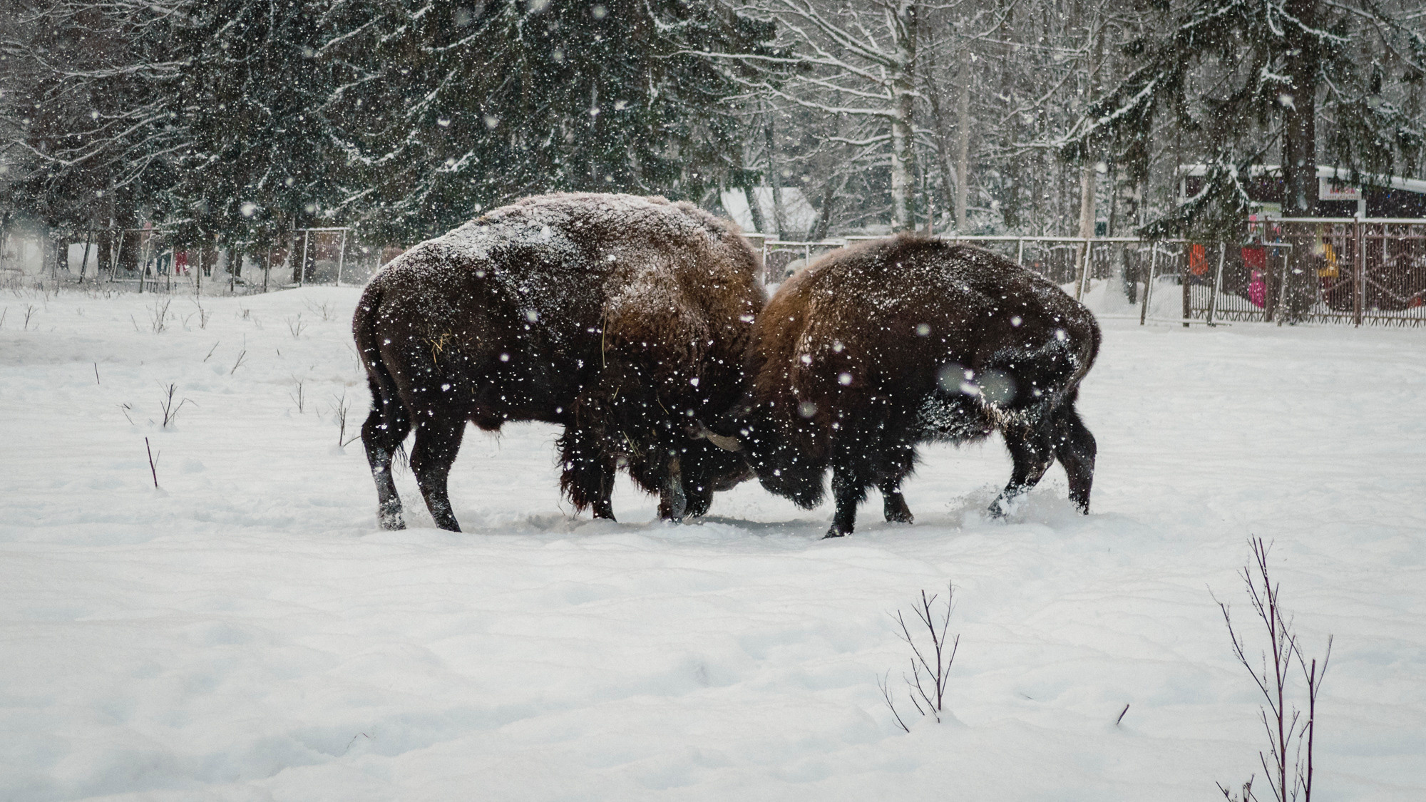 В Токсово к зубрам. Фото из походов и путешествий клуба скандинавской ходьбы Пойдем Ходить