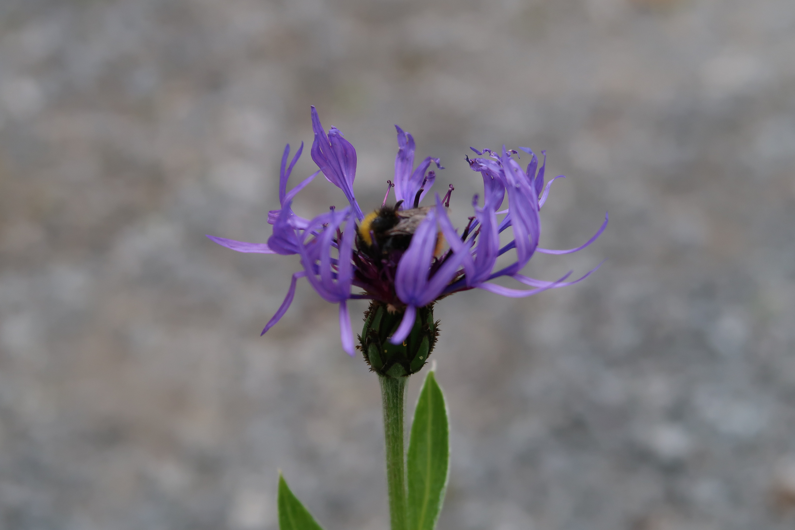Кольский. Фото из походов и путешествий клуба скандинавской ходьбы Пойдем Ходить