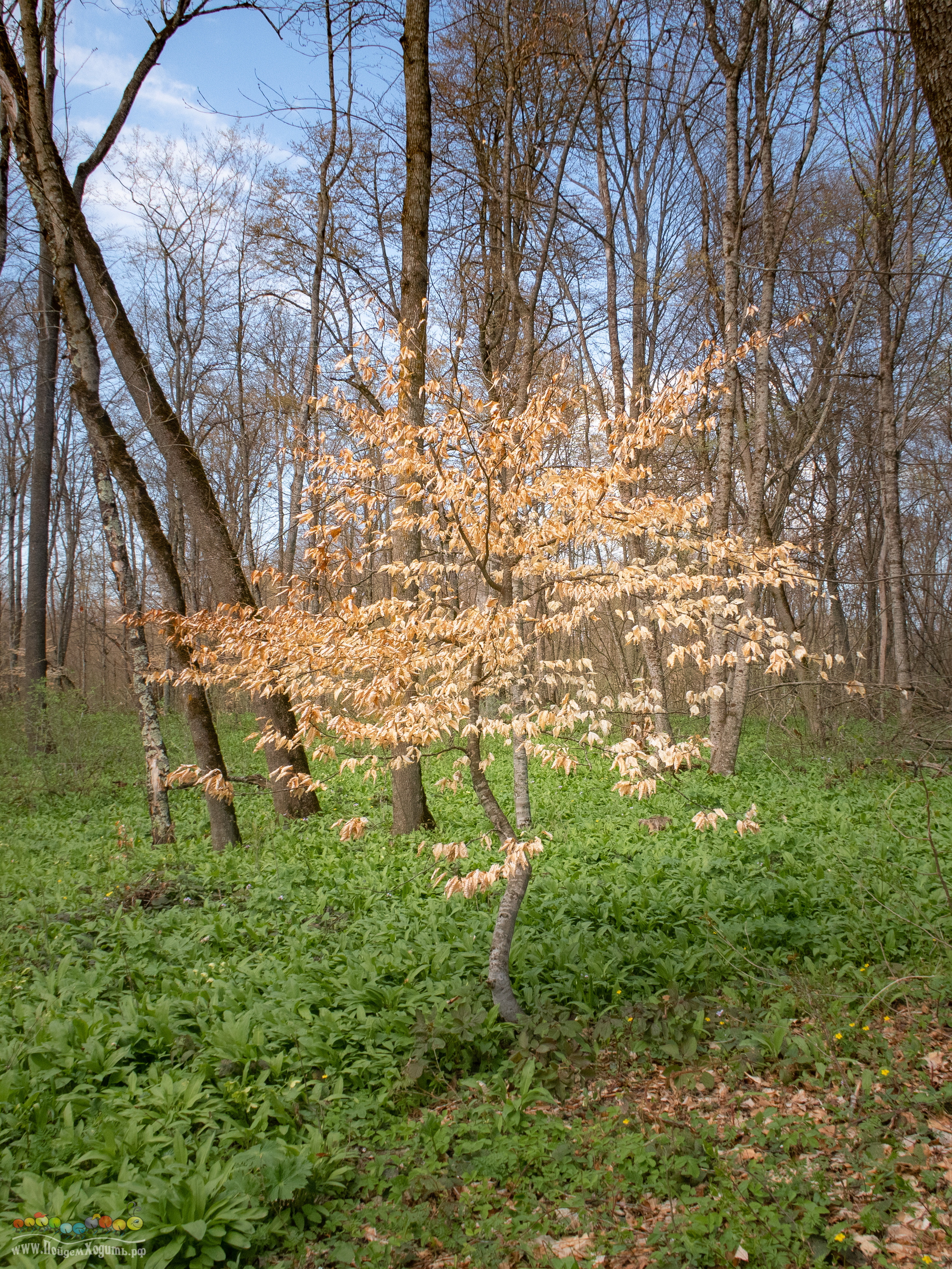Адыгея — страна водопадов. Фото из походов и путешествий клуба скандинавской ходьбы Пойдем Ходить