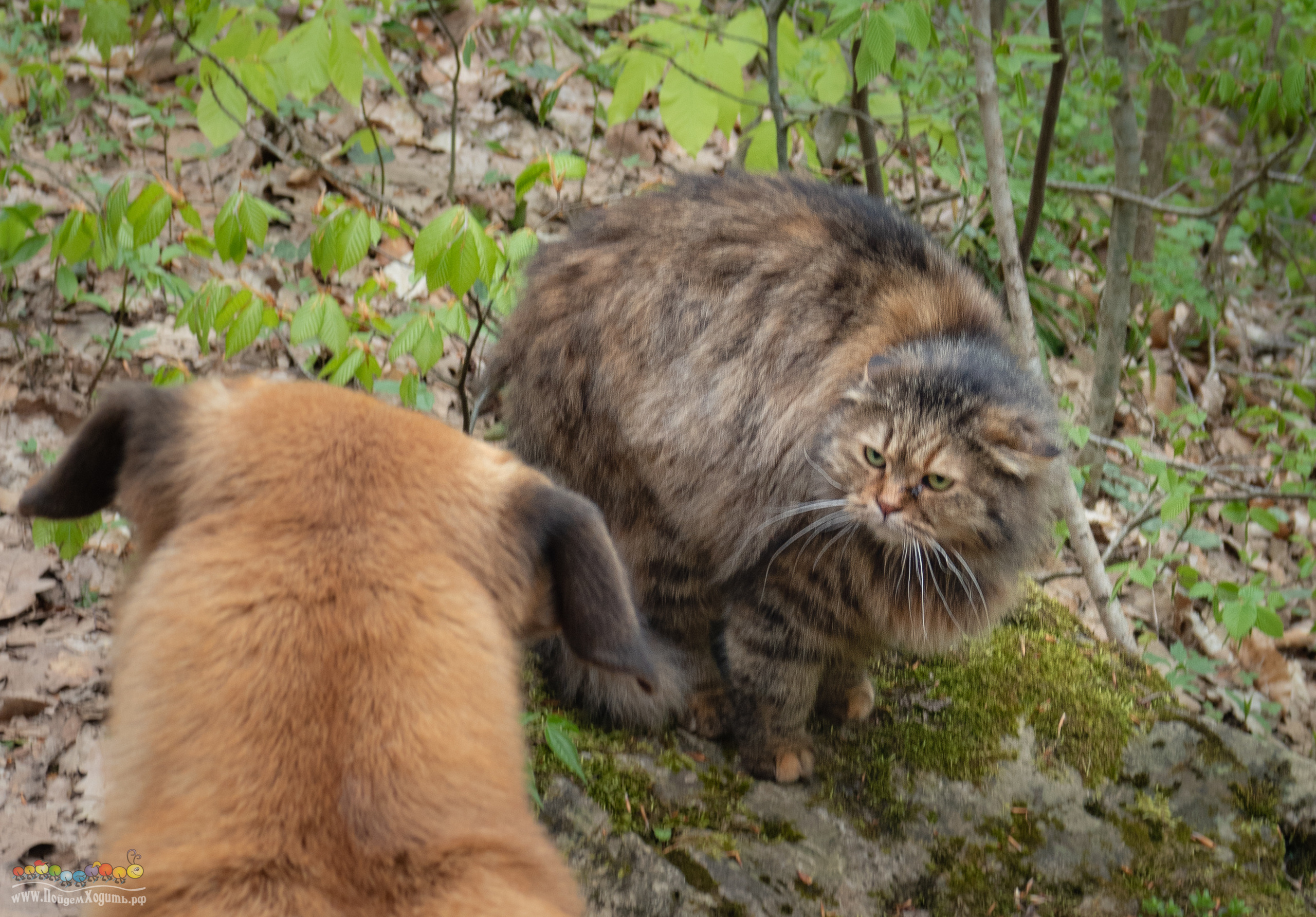 Адыгея — страна водопадов. Фото из походов и путешествий клуба скандинавской ходьбы Пойдем Ходить