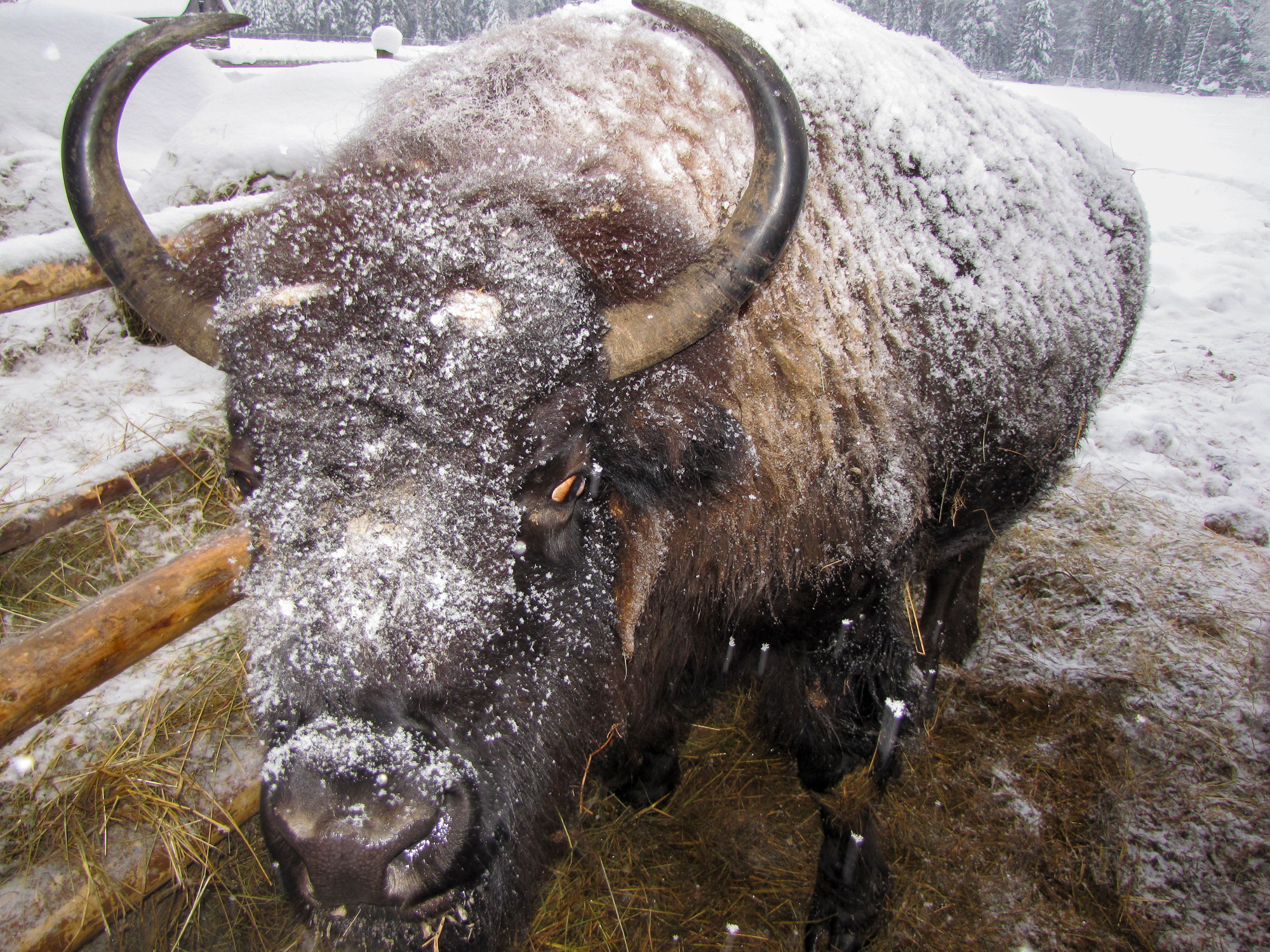 В Токсово к зубрам. Фото из походов и путешествий клуба скандинавской ходьбы Пойдем Ходить