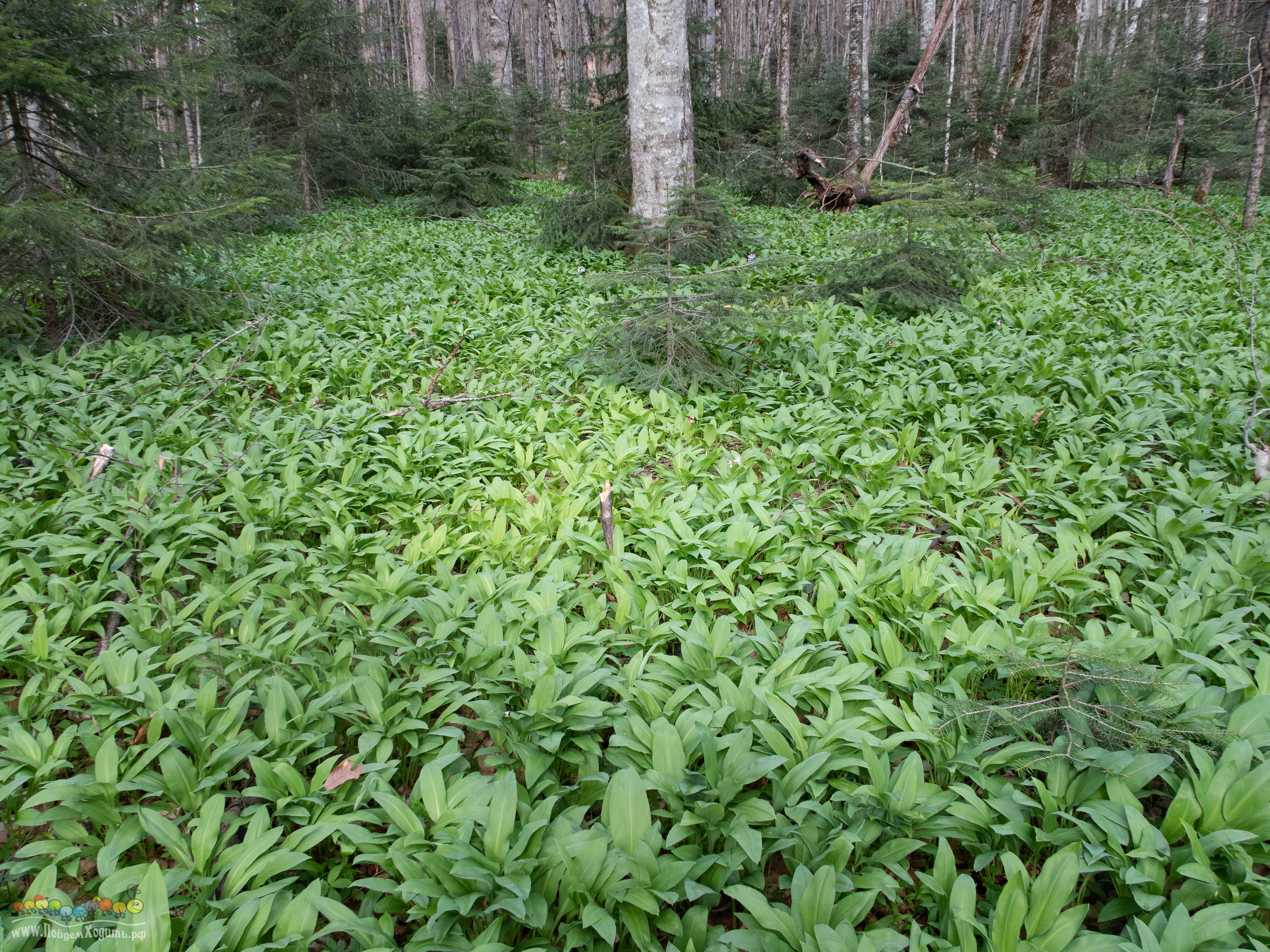 Адыгея — страна водопадов. Фото из походов и путешествий клуба скандинавской ходьбы Пойдем Ходить