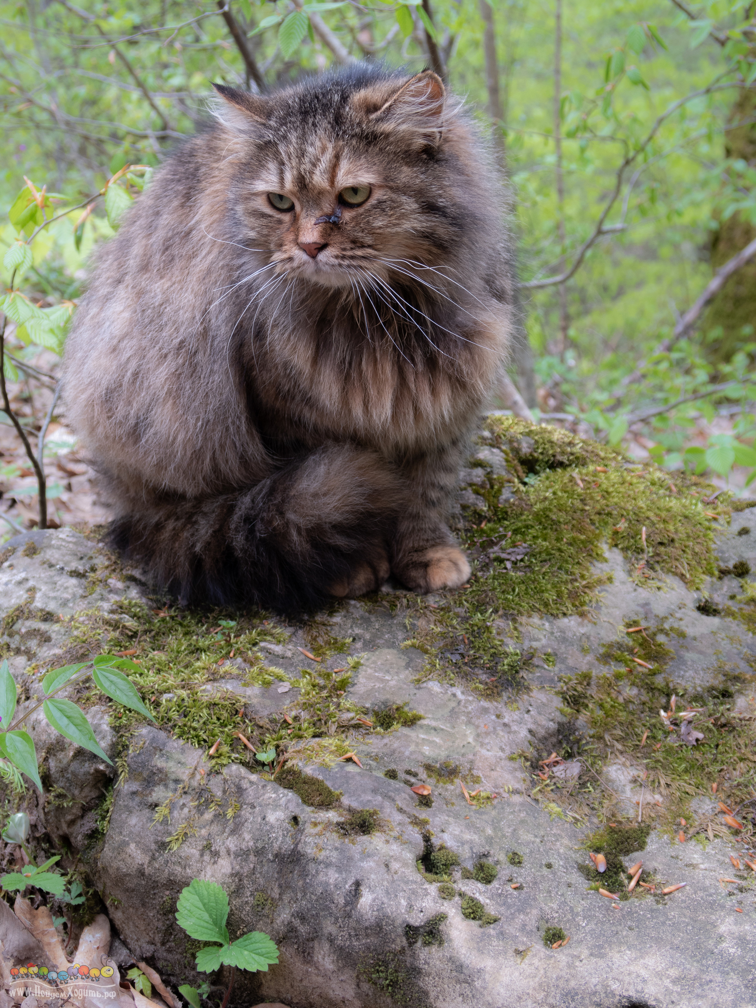Адыгея — страна водопадов. Фото из походов и путешествий клуба скандинавской ходьбы Пойдем Ходить
