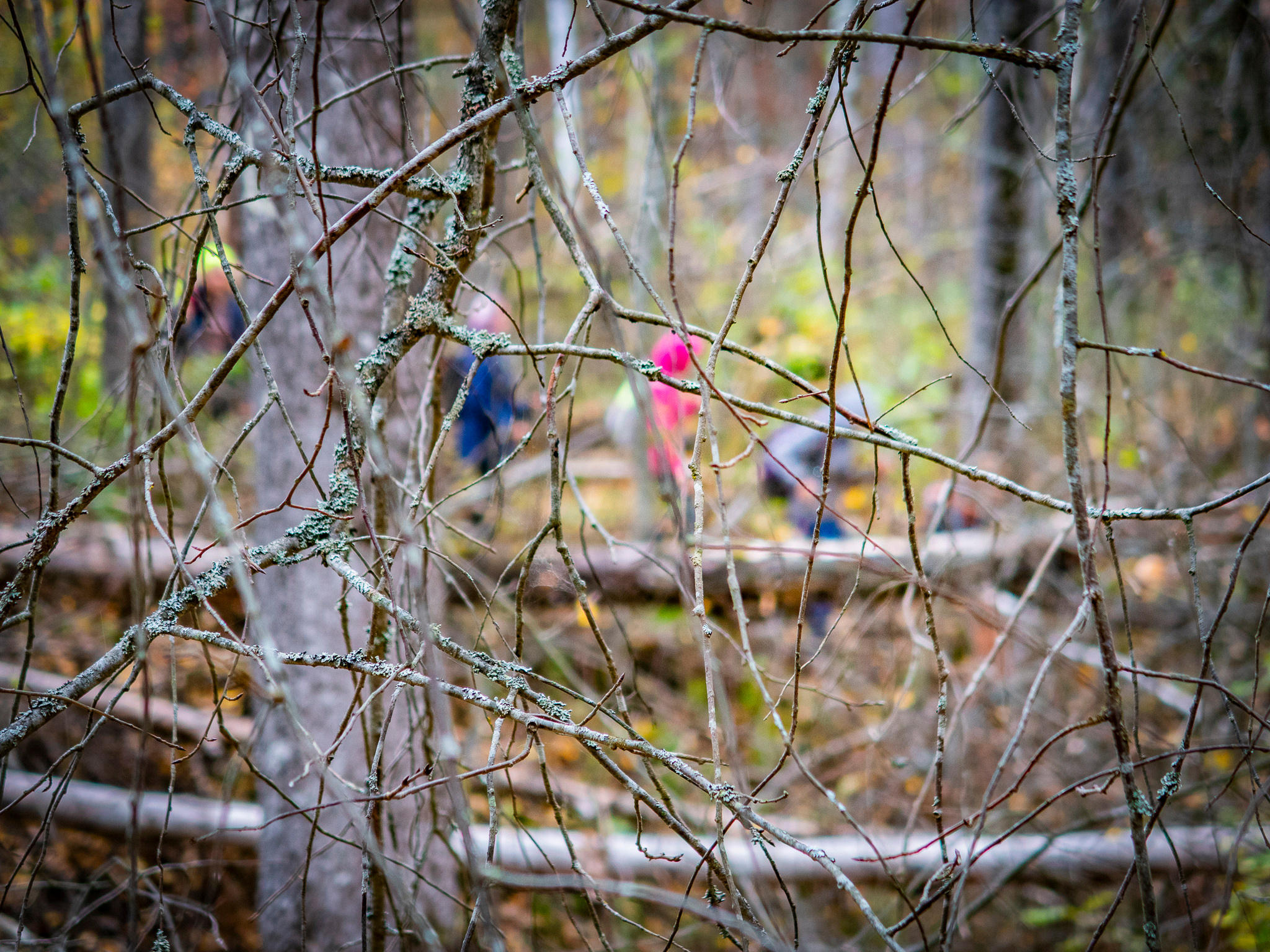 Линдуловская Роща. Фото из походов и путешествий клуба скандинавской ходьбы Пойдем Ходить