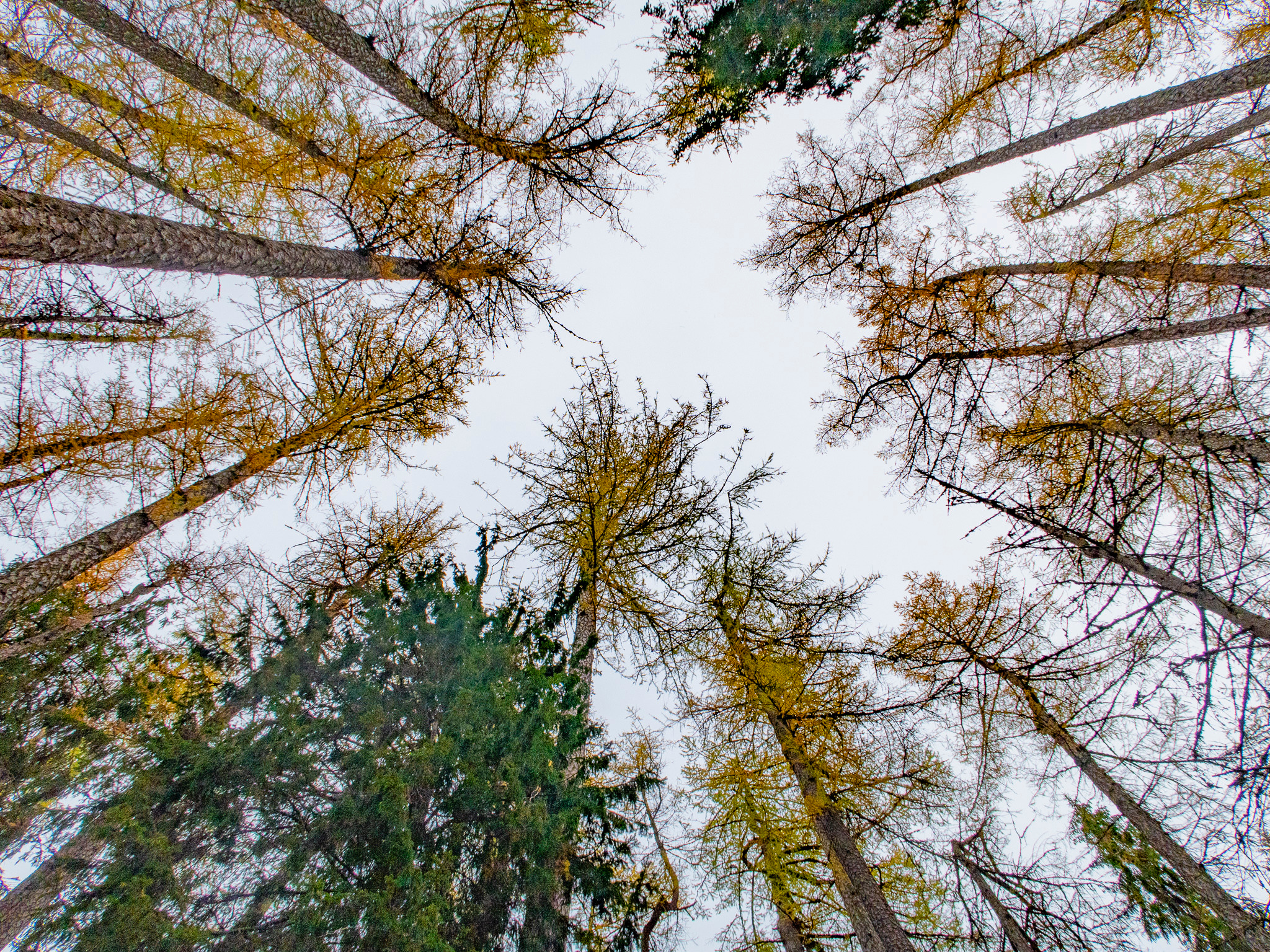 Линдуловская Роща. Фото из походов и путешествий клуба скандинавской ходьбы Пойдем Ходить