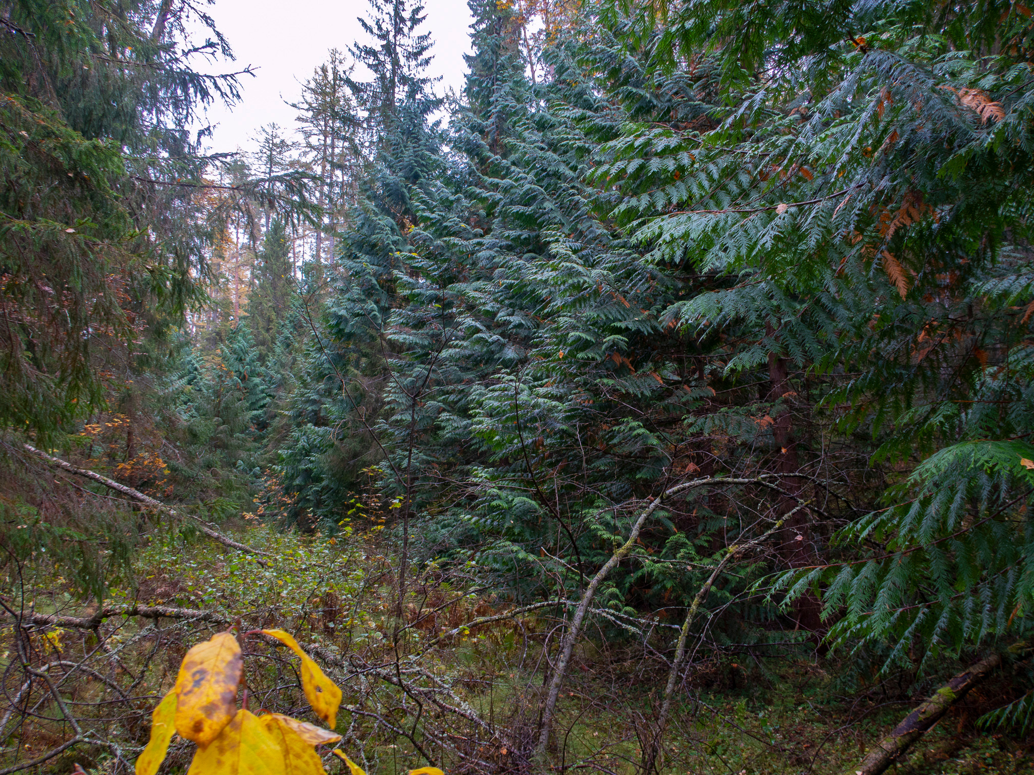 Линдуловская Роща. Фото из походов и путешествий клуба скандинавской ходьбы Пойдем Ходить