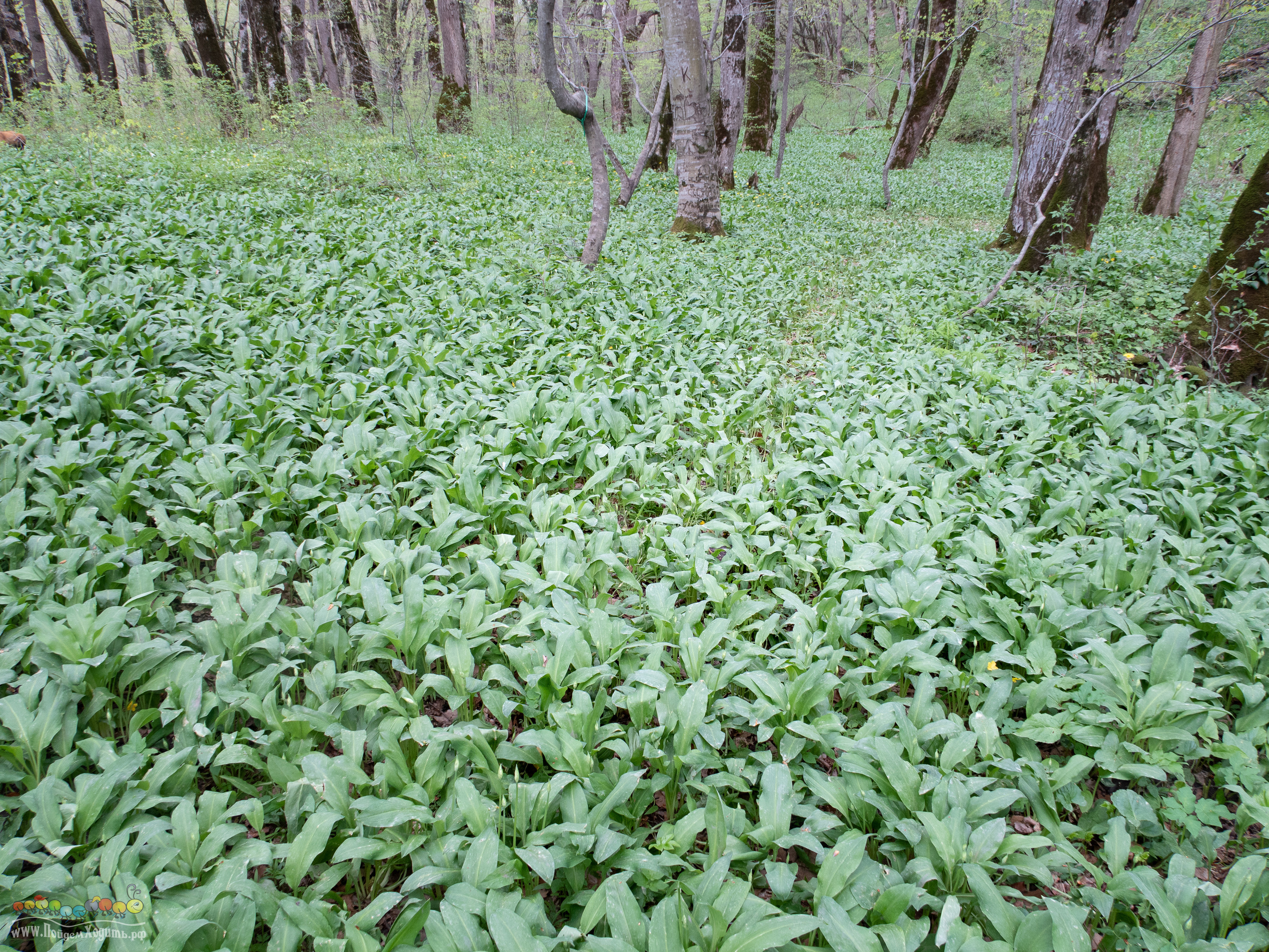 Адыгея — страна водопадов. Фото из походов и путешествий клуба скандинавской ходьбы Пойдем Ходить