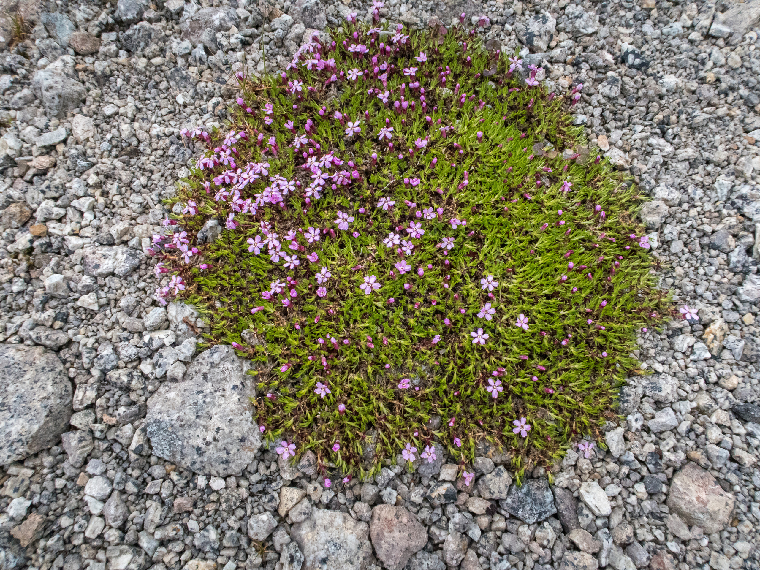 Кольский. Фото из походов и путешествий клуба скандинавской ходьбы Пойдем Ходить