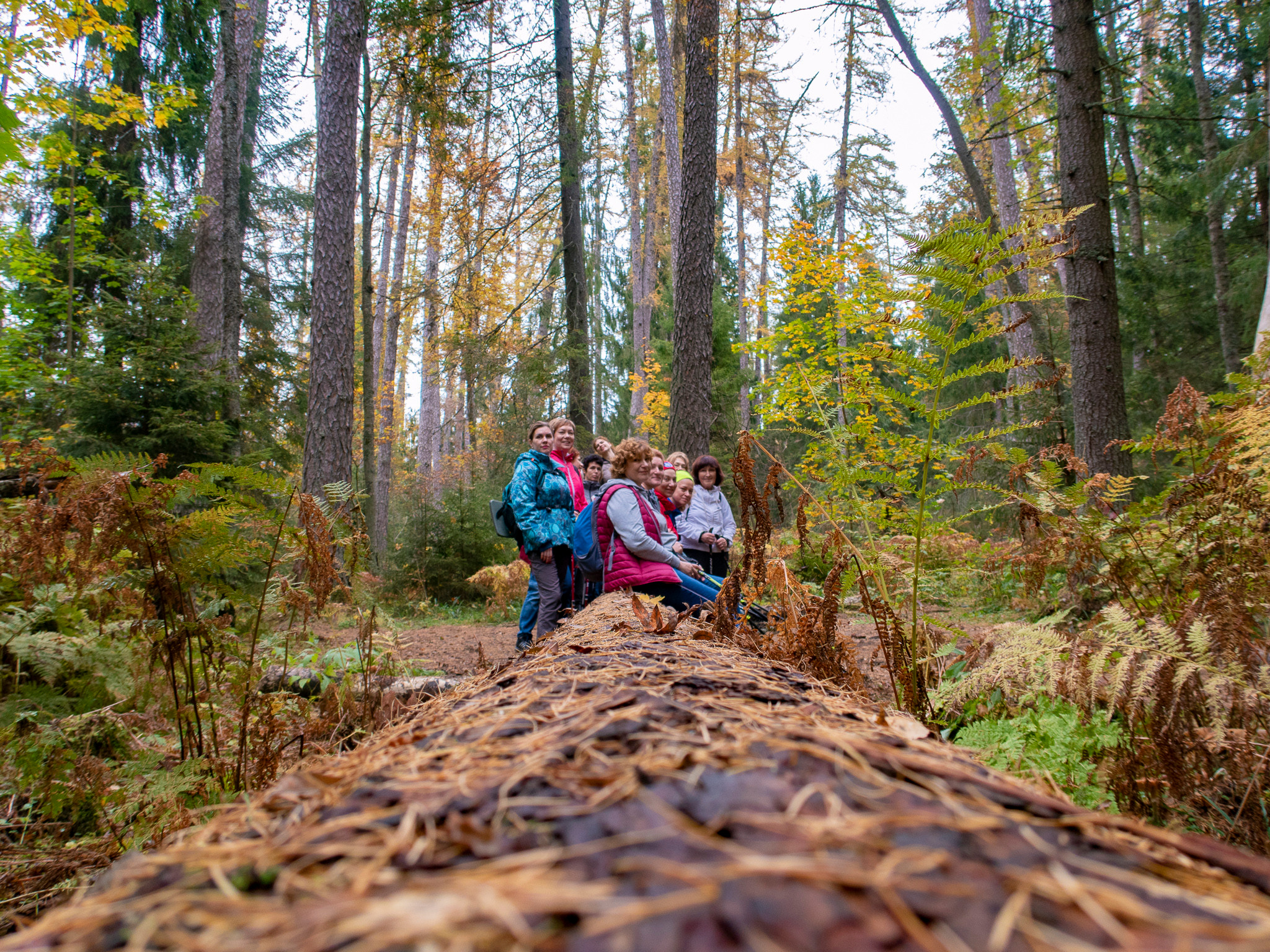 Линдуловская Роща. Фото из походов и путешествий клуба скандинавской ходьбы Пойдем Ходить