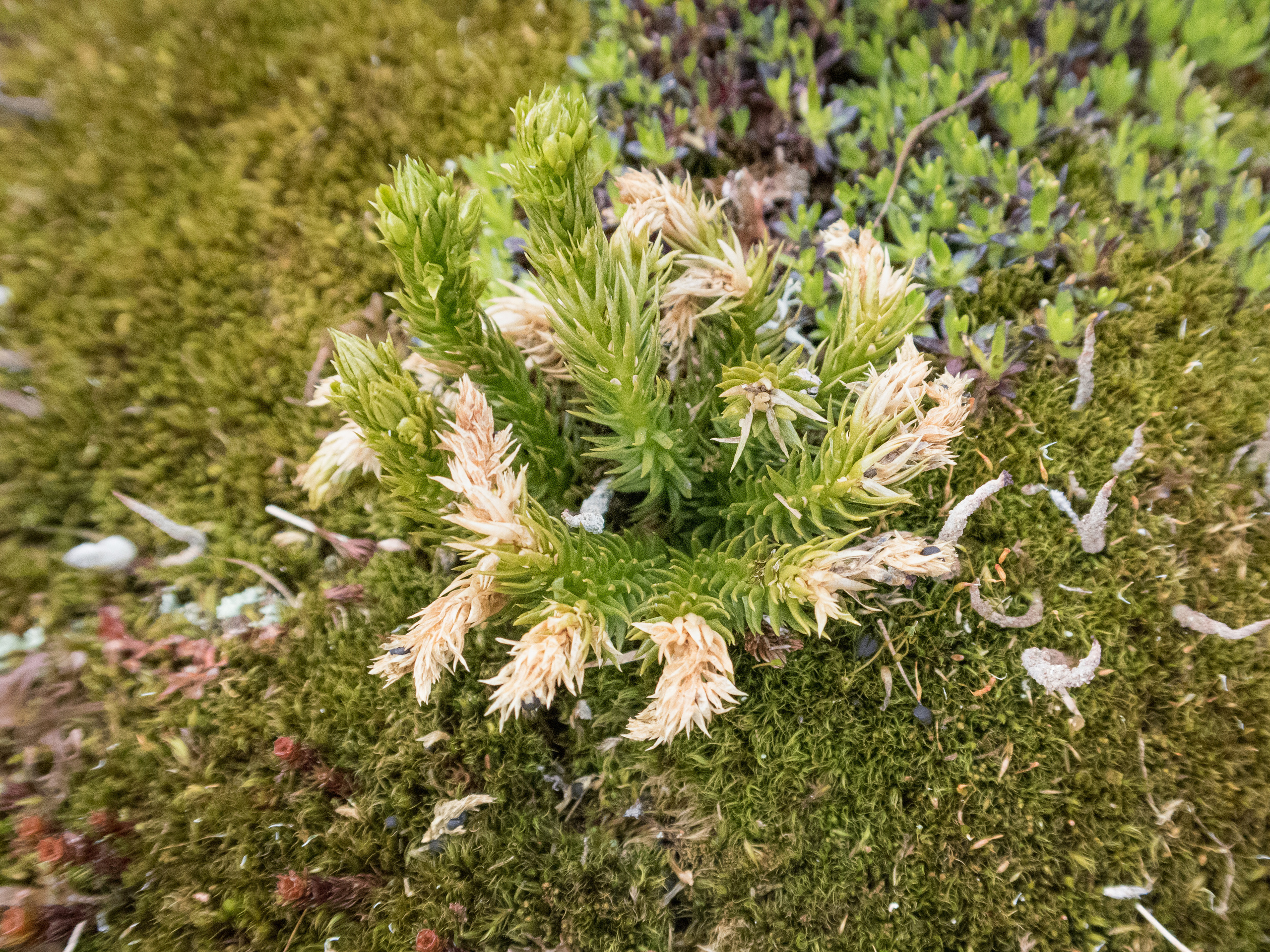 Кольский. Фото из походов и путешествий клуба скандинавской ходьбы Пойдем Ходить