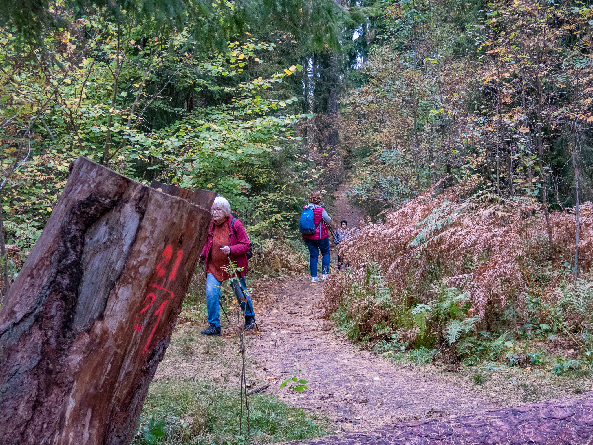 Линдуловская Роща. Фото из походов и путешествий клуба скандинавской ходьбы Пойдем Ходить