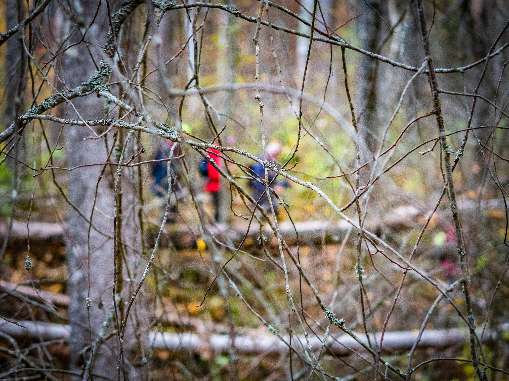 Линдуловская Роща. Фото из походов и путешествий клуба скандинавской ходьбы Пойдем Ходить