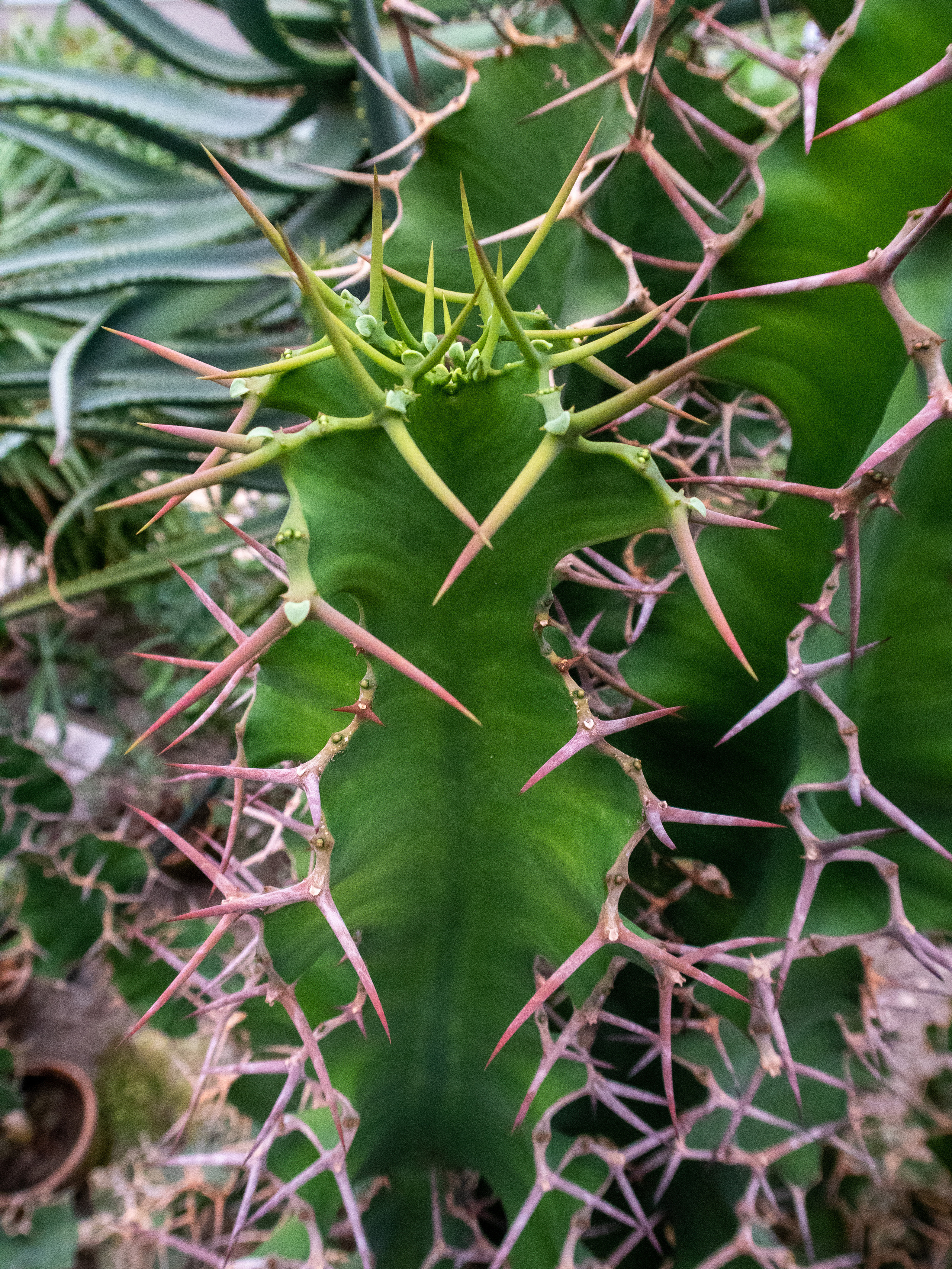 Кольский. Фото из походов и путешествий клуба скандинавской ходьбы Пойдем Ходить