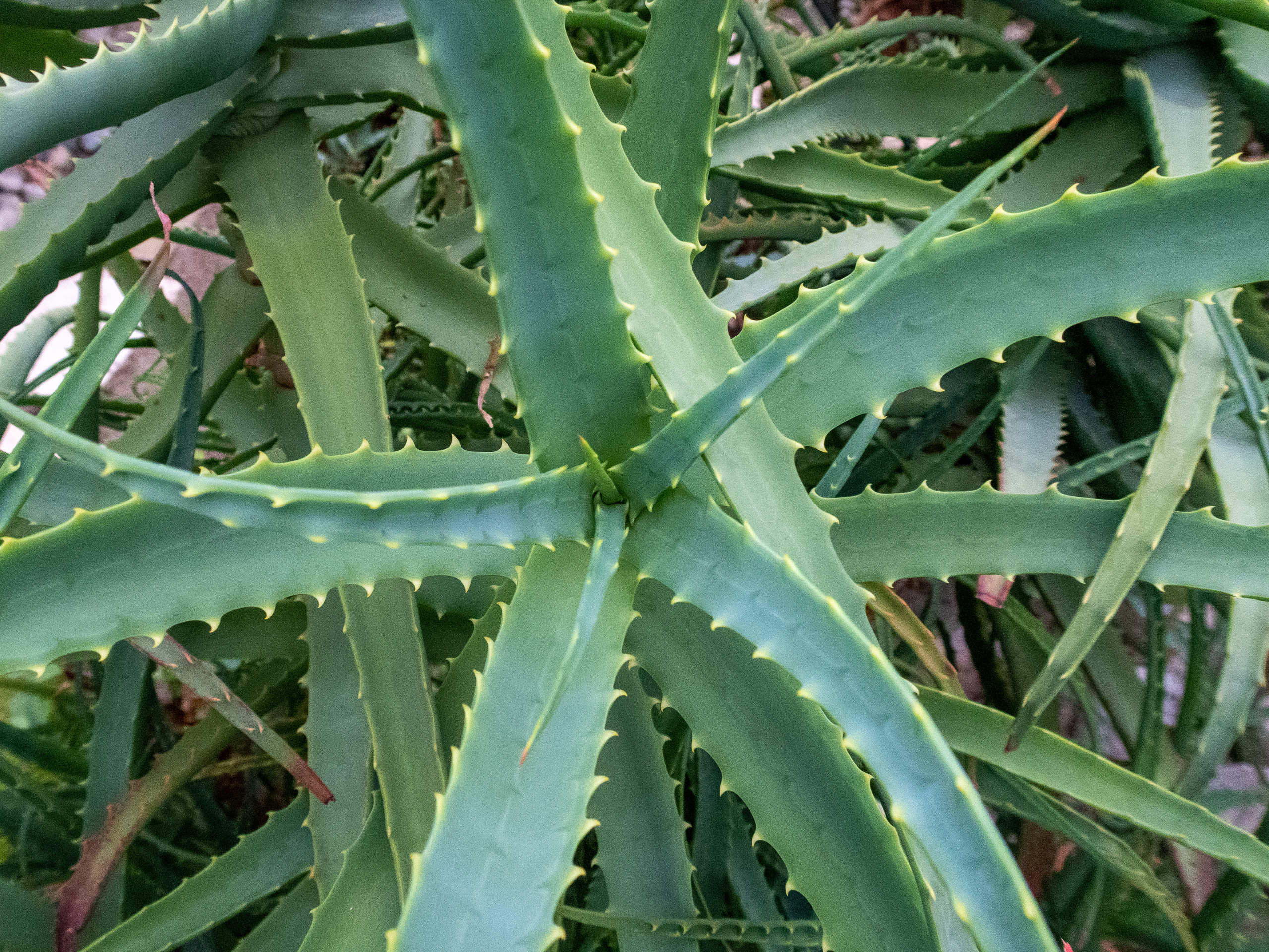 Кольский. Фото из походов и путешествий клуба скандинавской ходьбы Пойдем Ходить