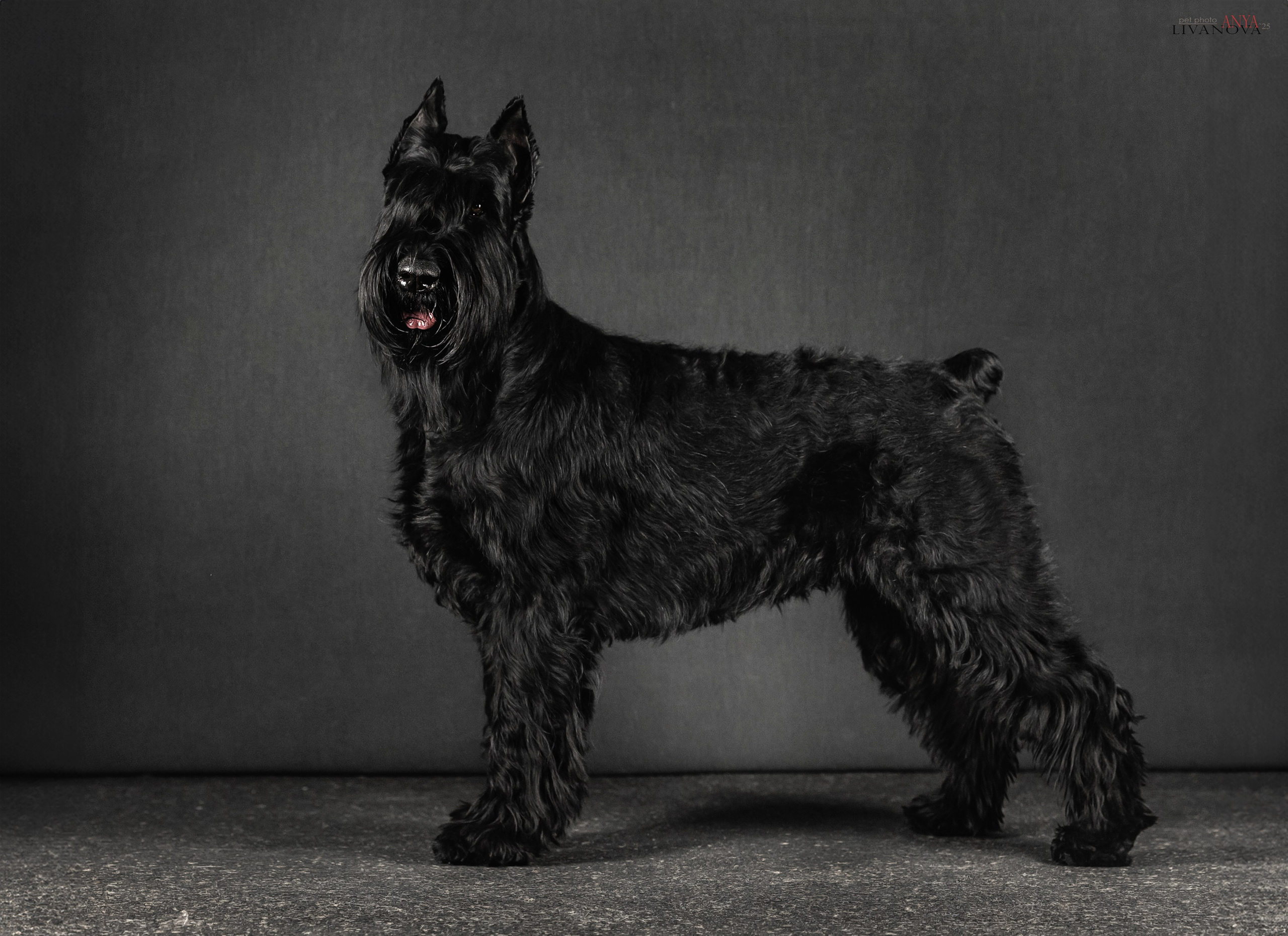 Берта. Фотограф анималист Аня Ливанова | Рыбинск