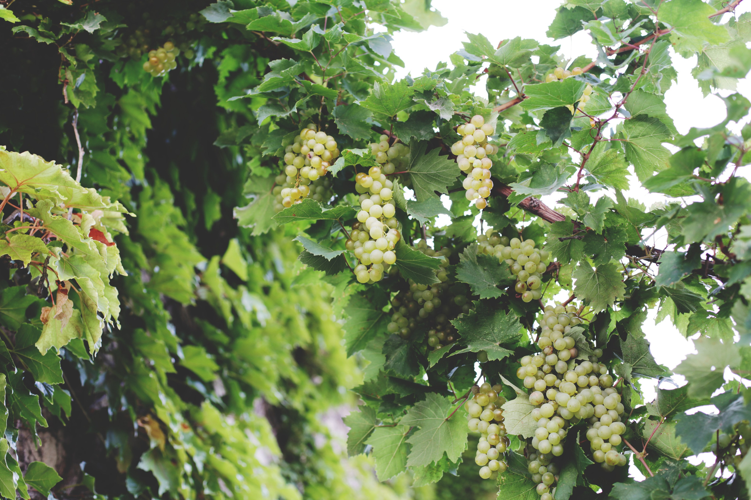 Болгария. Аня Степанова