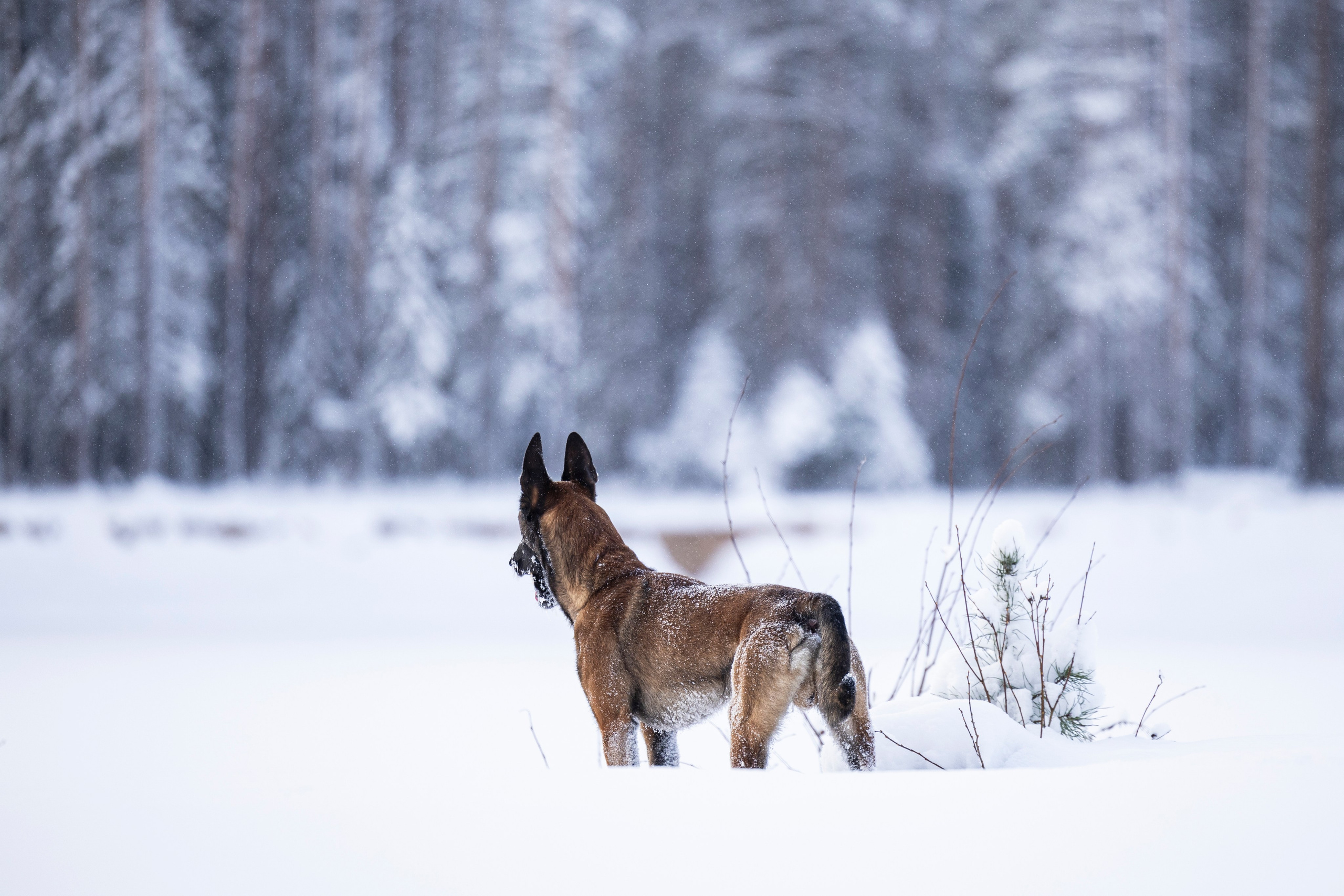 Раш. Фотограф-анималист Анна Маринич