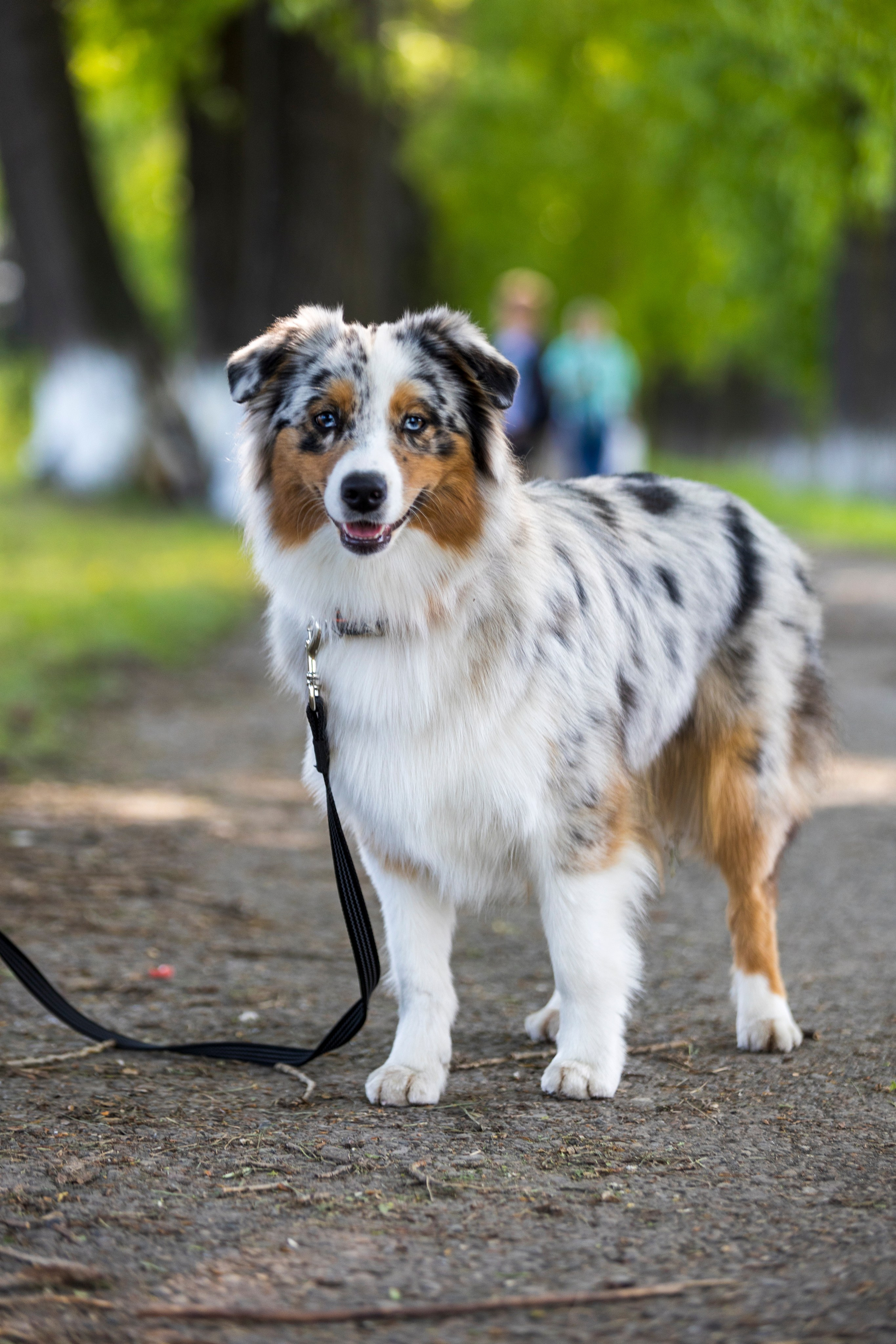 Фотосессии с собаками!. Фотограф 📸 семейный, предметный, репортажный