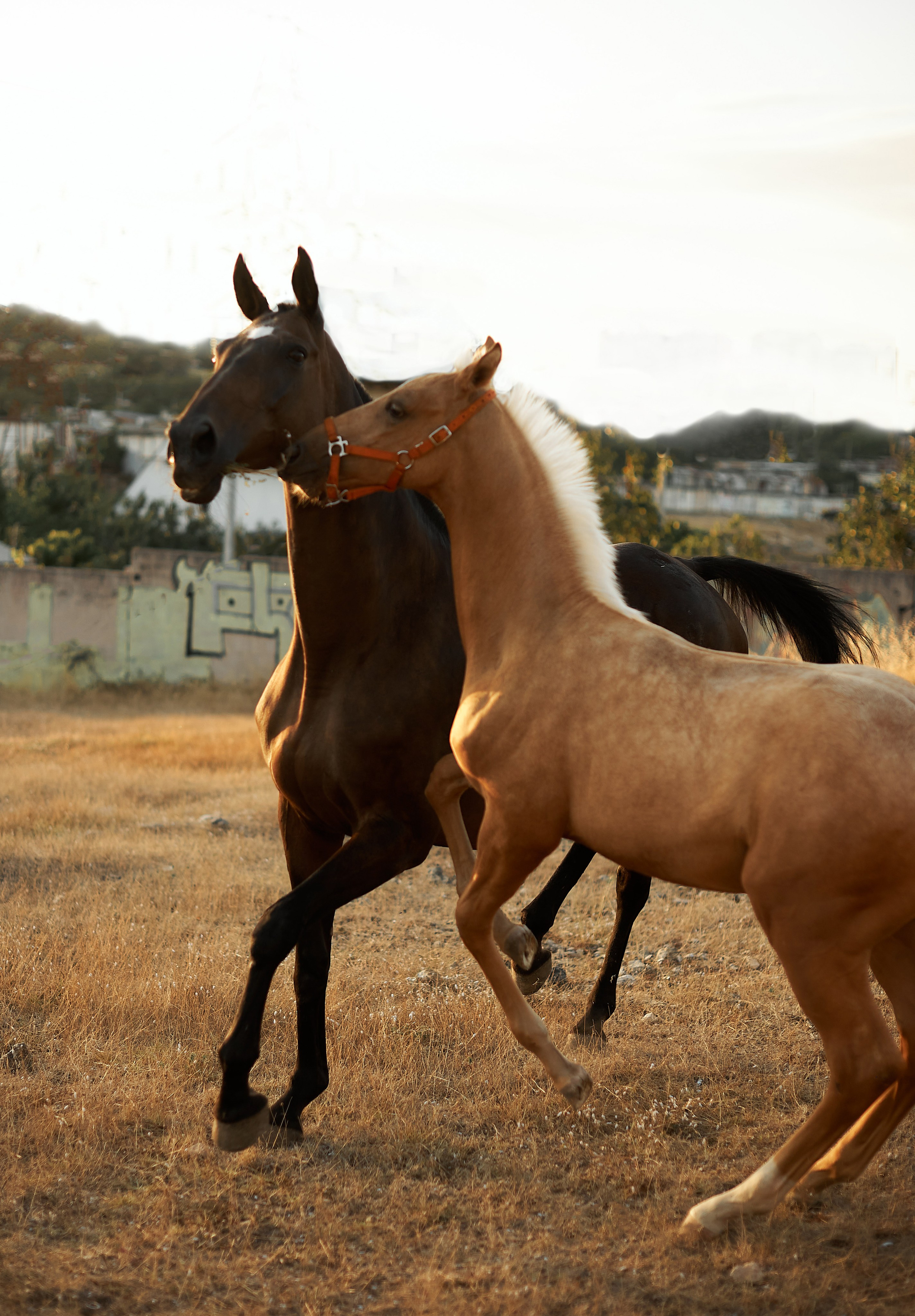 Чако-Эль. Фотограф в Севастополе