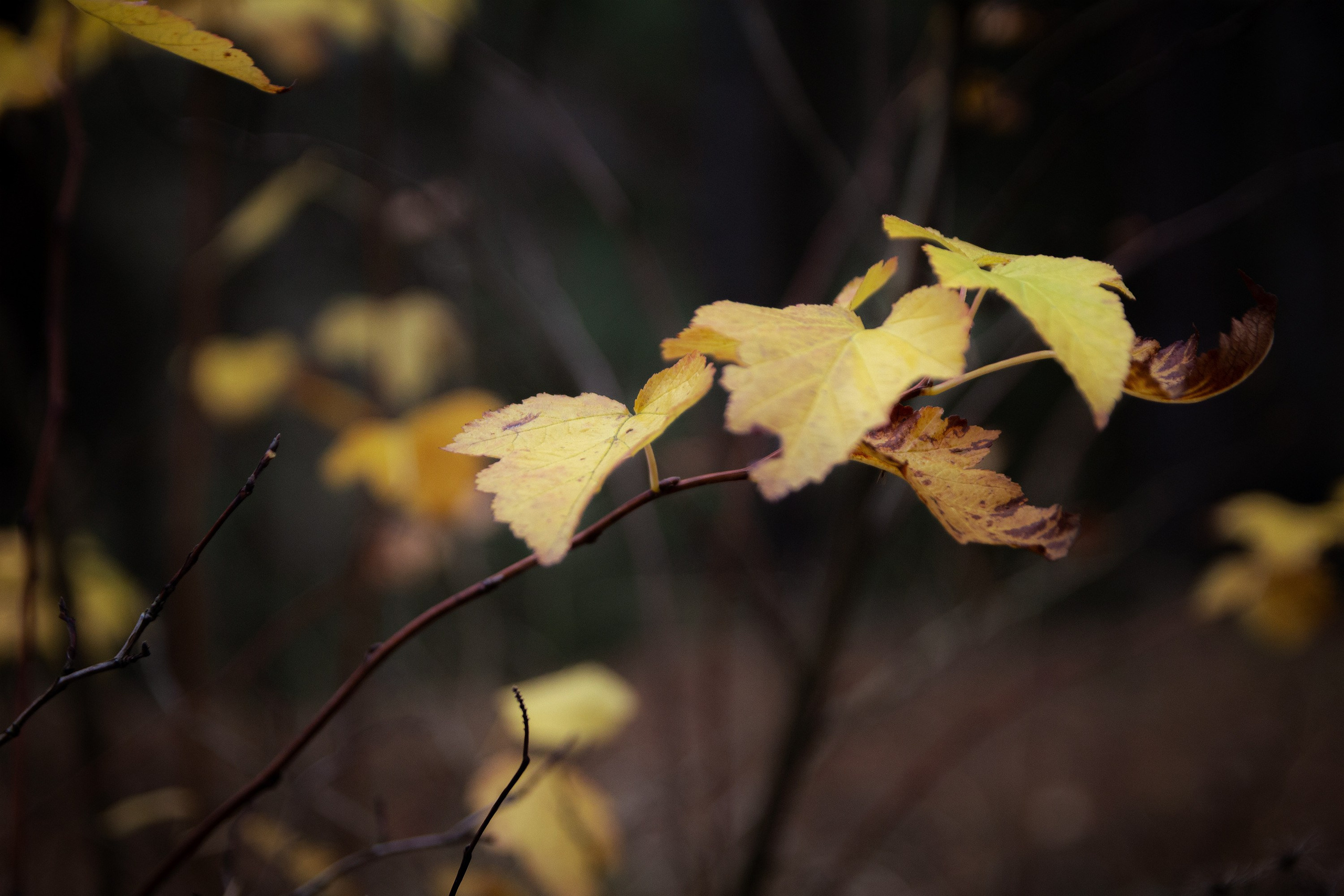 Варя. Фотограф Зиновьев Илья, Москва