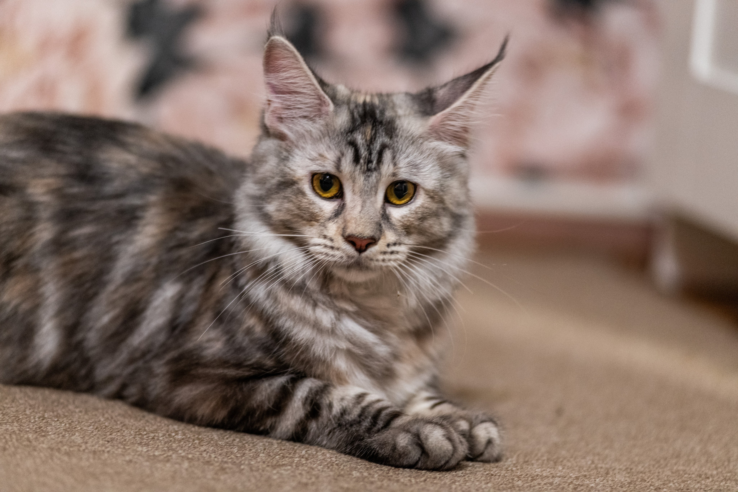 «Белка» — проба на tilt-shift 24 мм. Роман Свободный — интерьерная и архитектурная съёмка, Москва и МО