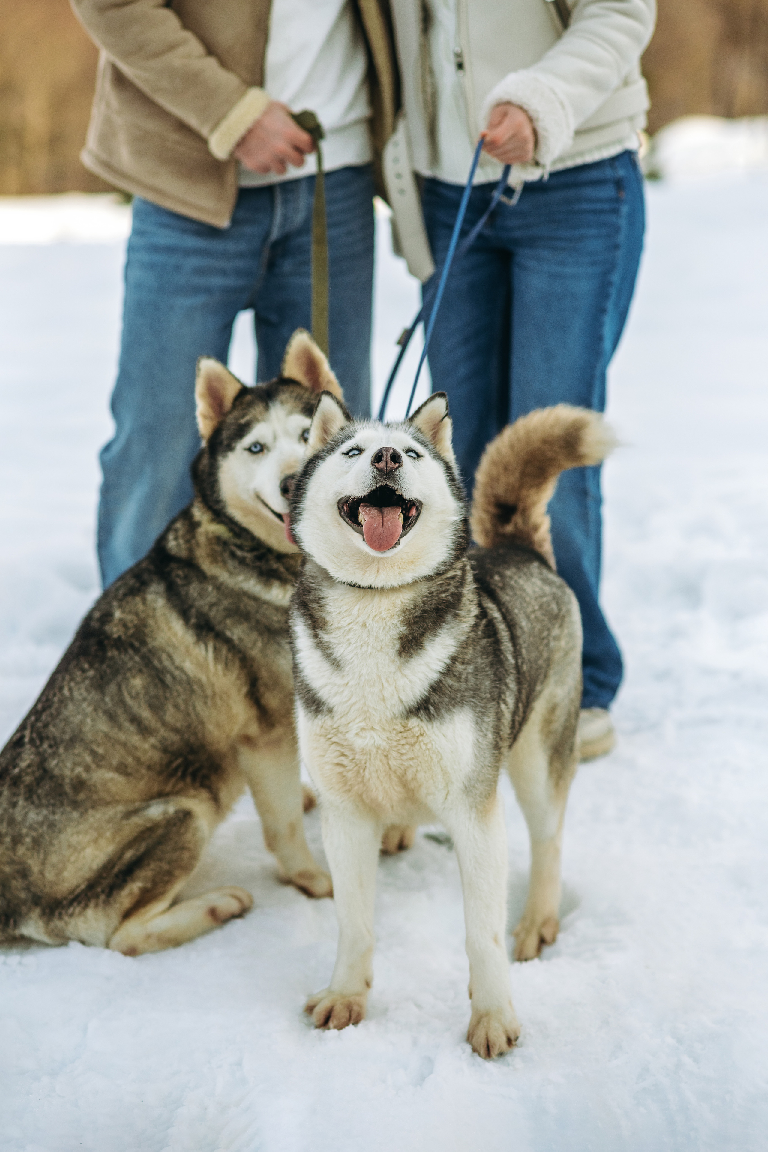 С хаски. Семейный фотограф в Тамбове Анна Кондрашова