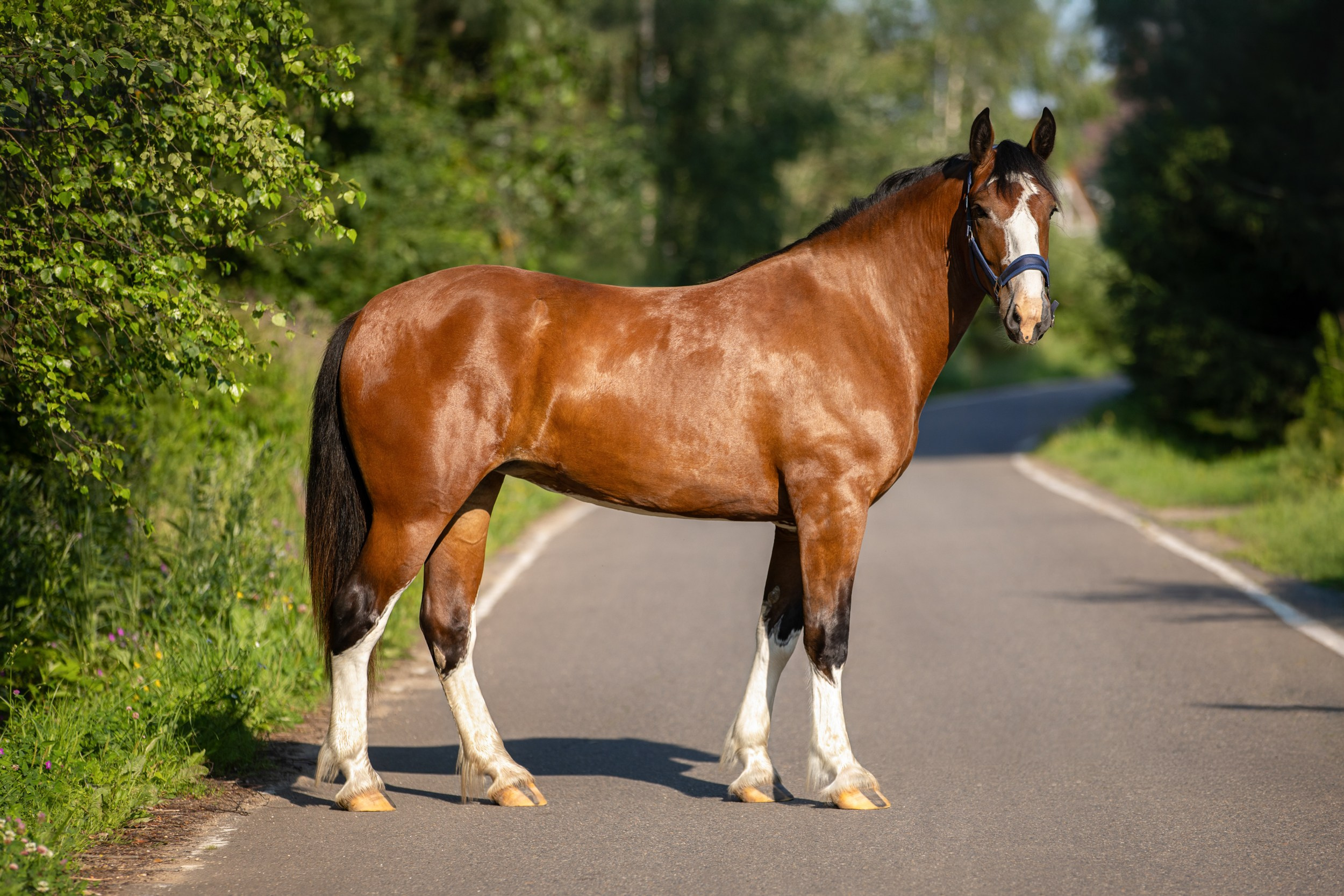 Лошади (разное). ESHE_PHOTO Фотограф в Москве и Московской области