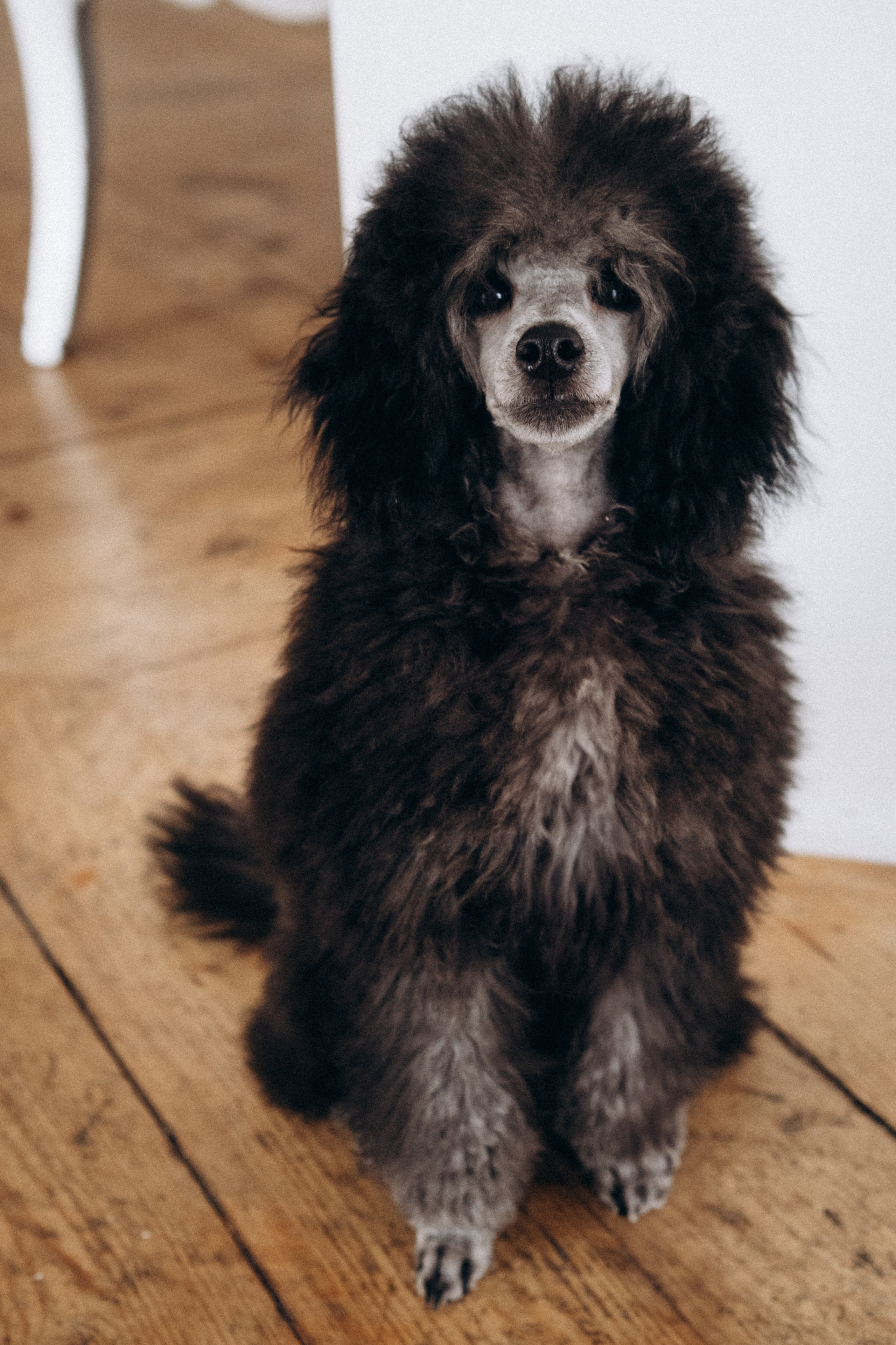 Ирина, Владимир и Ричард (зал Романов). Фотограф в Санкт-Петербурге Кристина Брянская