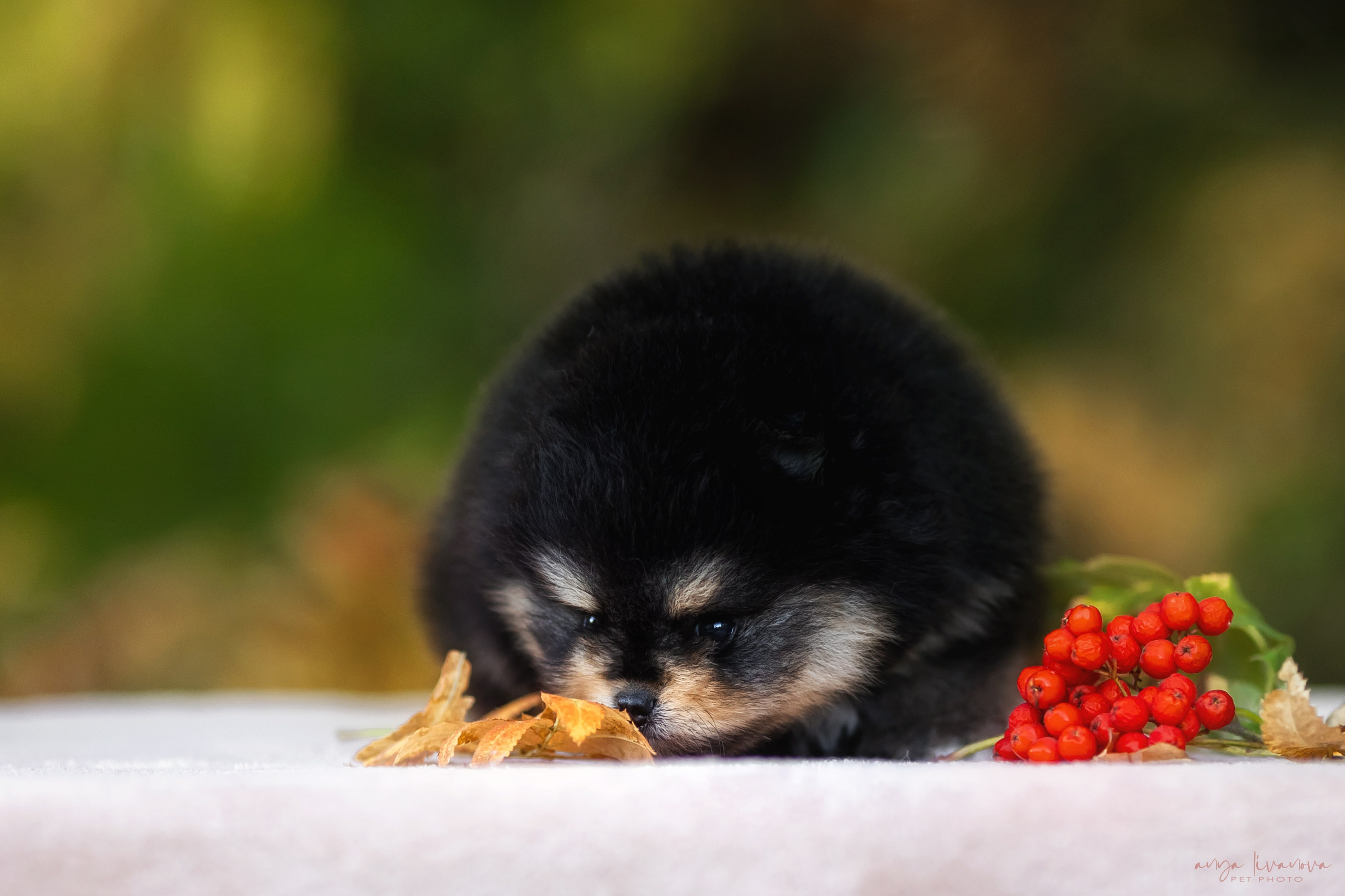 Шпицы. Фотограф анималист Аня Ливанова | Рыбинск