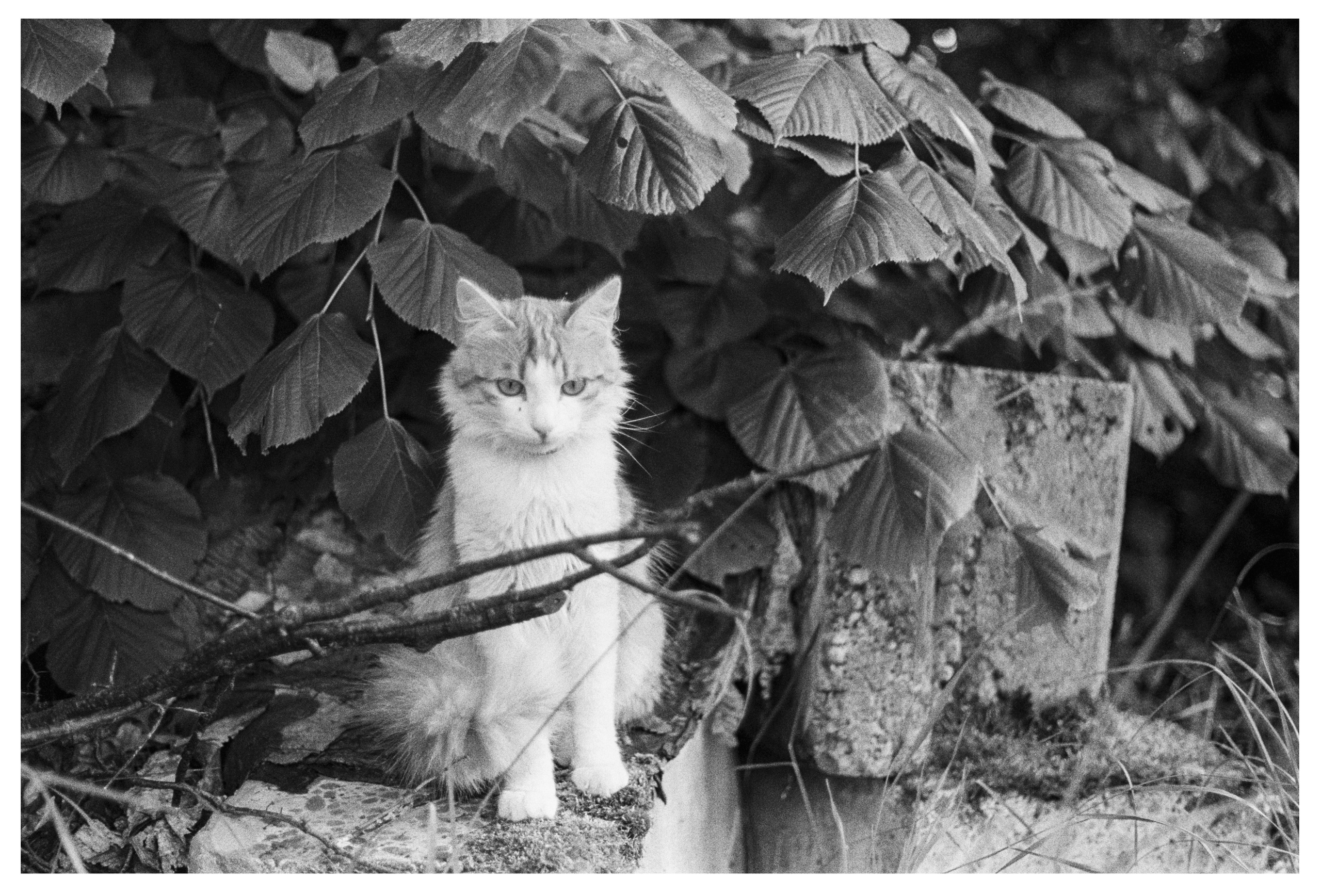 Картинки. Сандра Ковалева | ЧБ фотограф