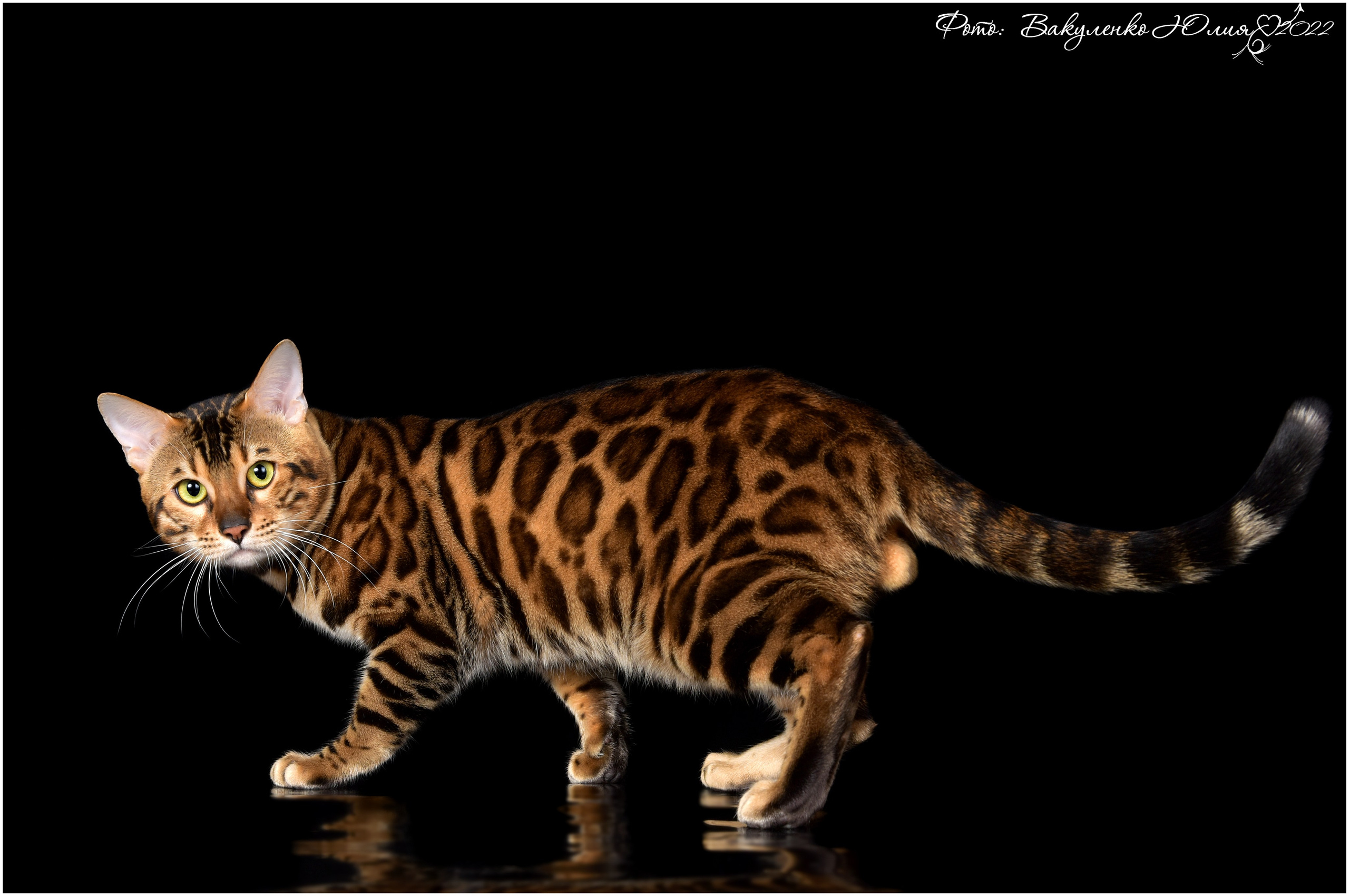 Взрослые. Фотограф анималист | семейный Юлия Вакуленко, г. Краснодар