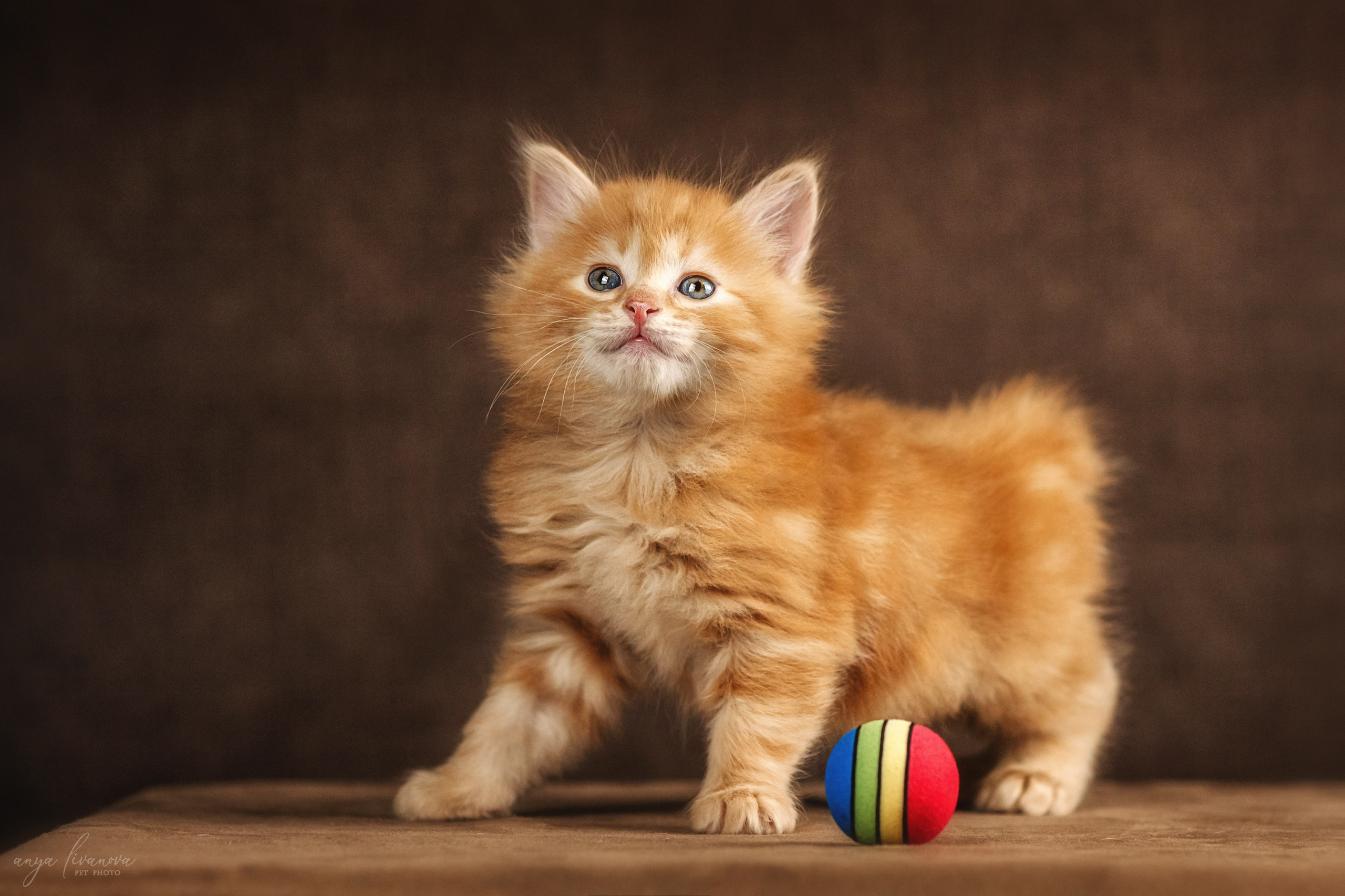 Курильские бобтейлы. Фотограф анималист Аня Ливанова | Рыбинск