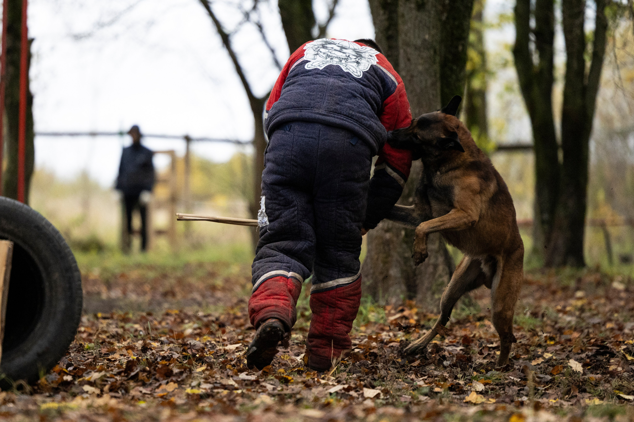 Соревнования по Мондьорингу г. Вологда. Фотограф-анималист Анна Маринич