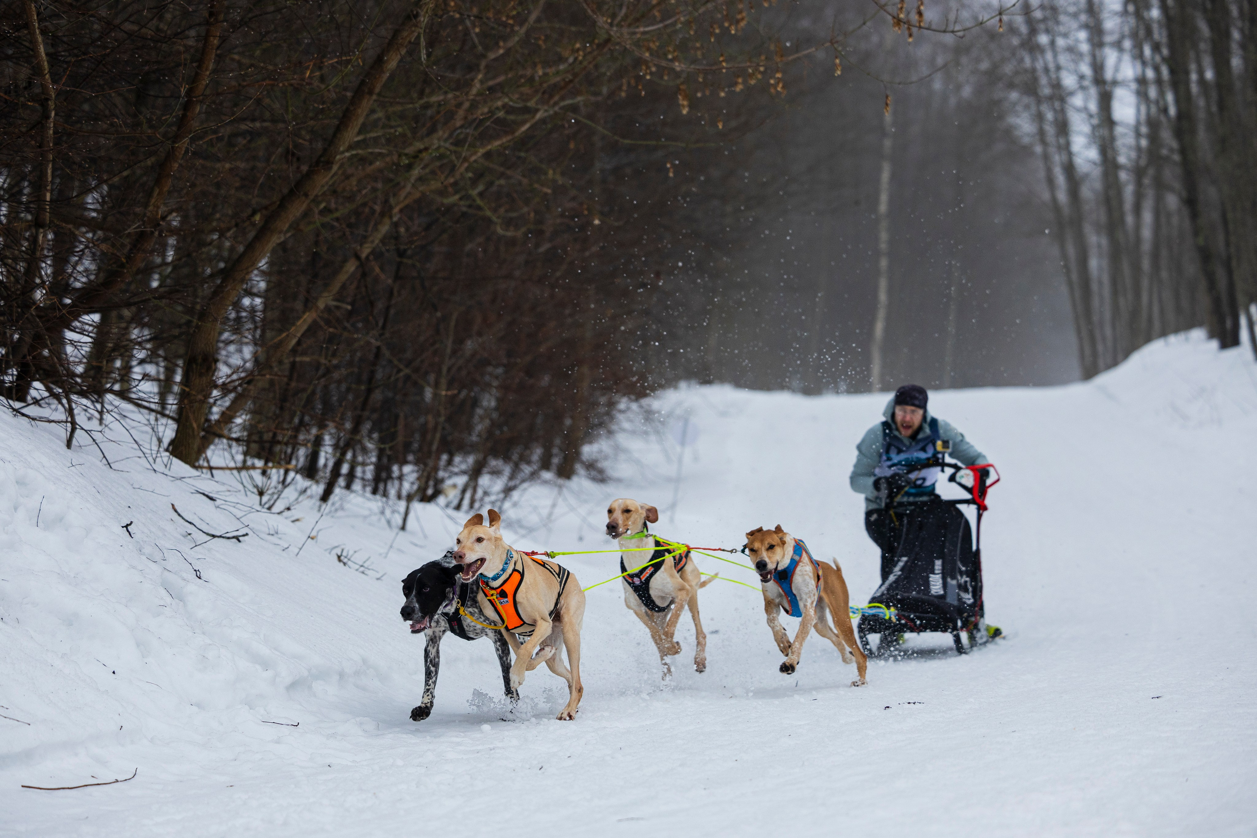 Зимний Чемпионат Санкт-Петербурга по ездовому спорту. Фотограф-анималист Анна Маринич