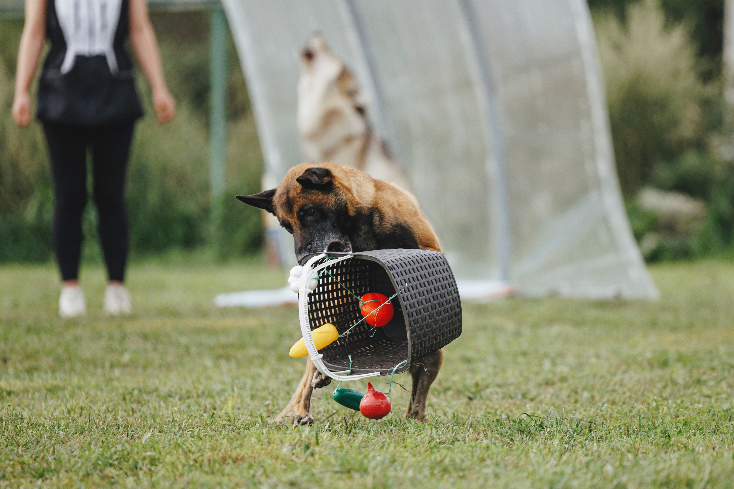 08.08.25-10.08.25 ЧР по мондьорингу г. Вологда. Фотограф-анималист Анна Маринич
