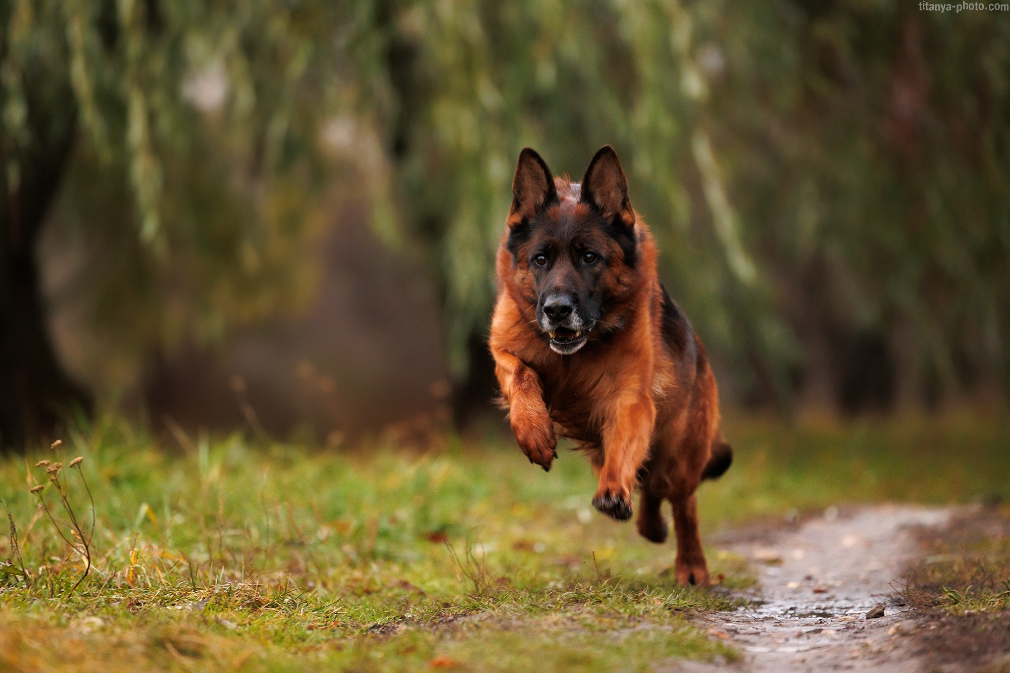 Вика, Даша и их четвероногие друзья: Де Орсе Мак Флай Онли Ю, Устина и Барселона. Фотограф собак, фотограф-анималист Аня Титова (Titanya). Москва