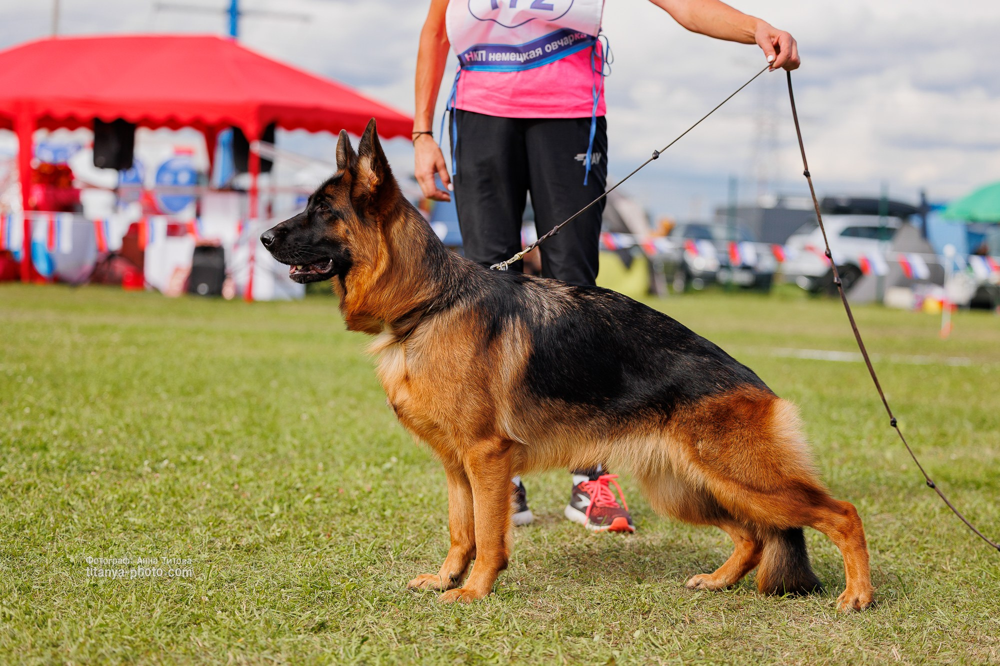 Немецкие овчарки: фото из рингов и вне ринга, мутпроба (фотографии с выставок). Фотограф собак, фотограф-анималист Аня Титова (Titanya). Москва