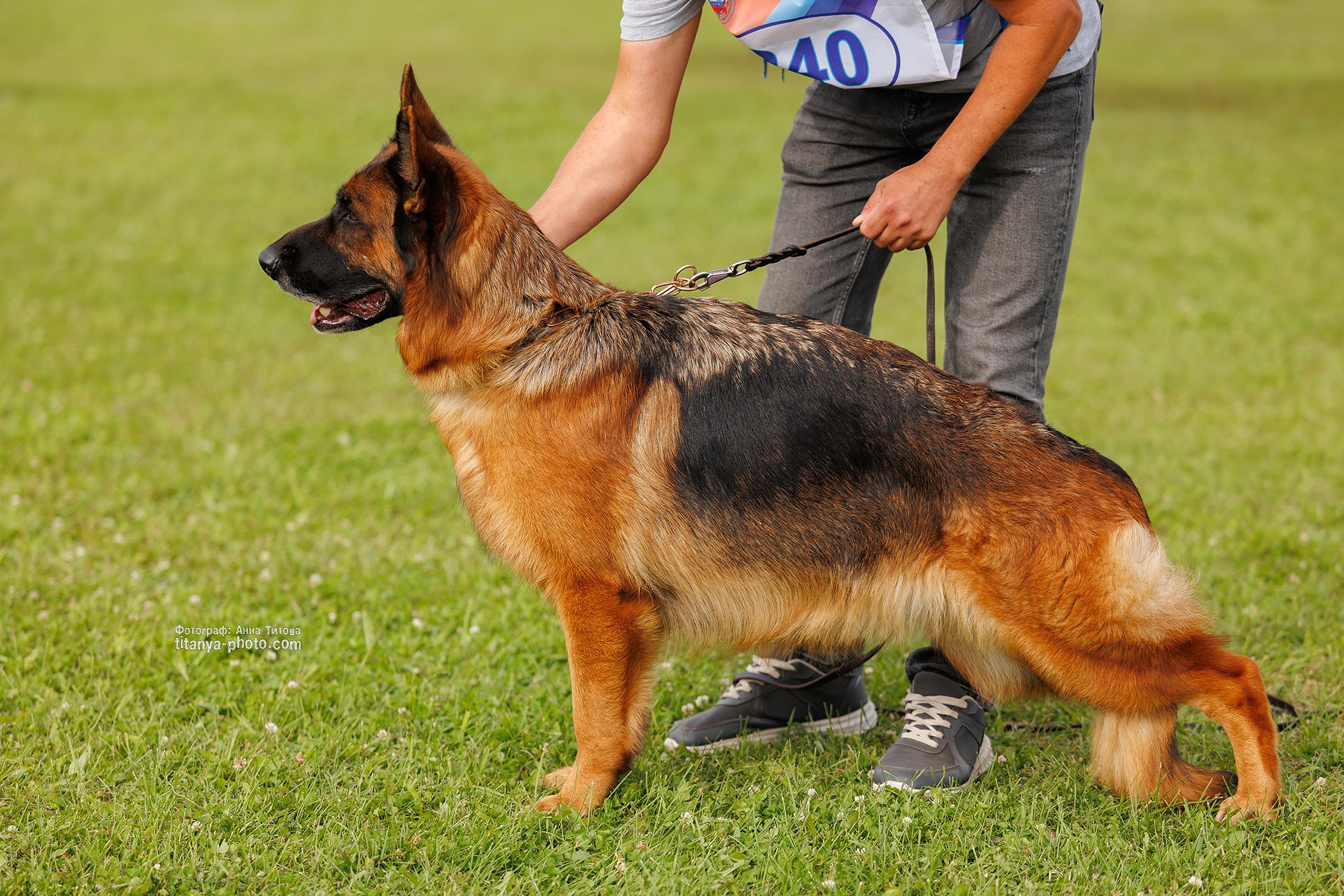 Немецкие овчарки: фото из рингов и вне ринга, мутпроба (фотографии с выставок). Фотограф собак, фотограф-анималист Аня Титова (Titanya). Москва