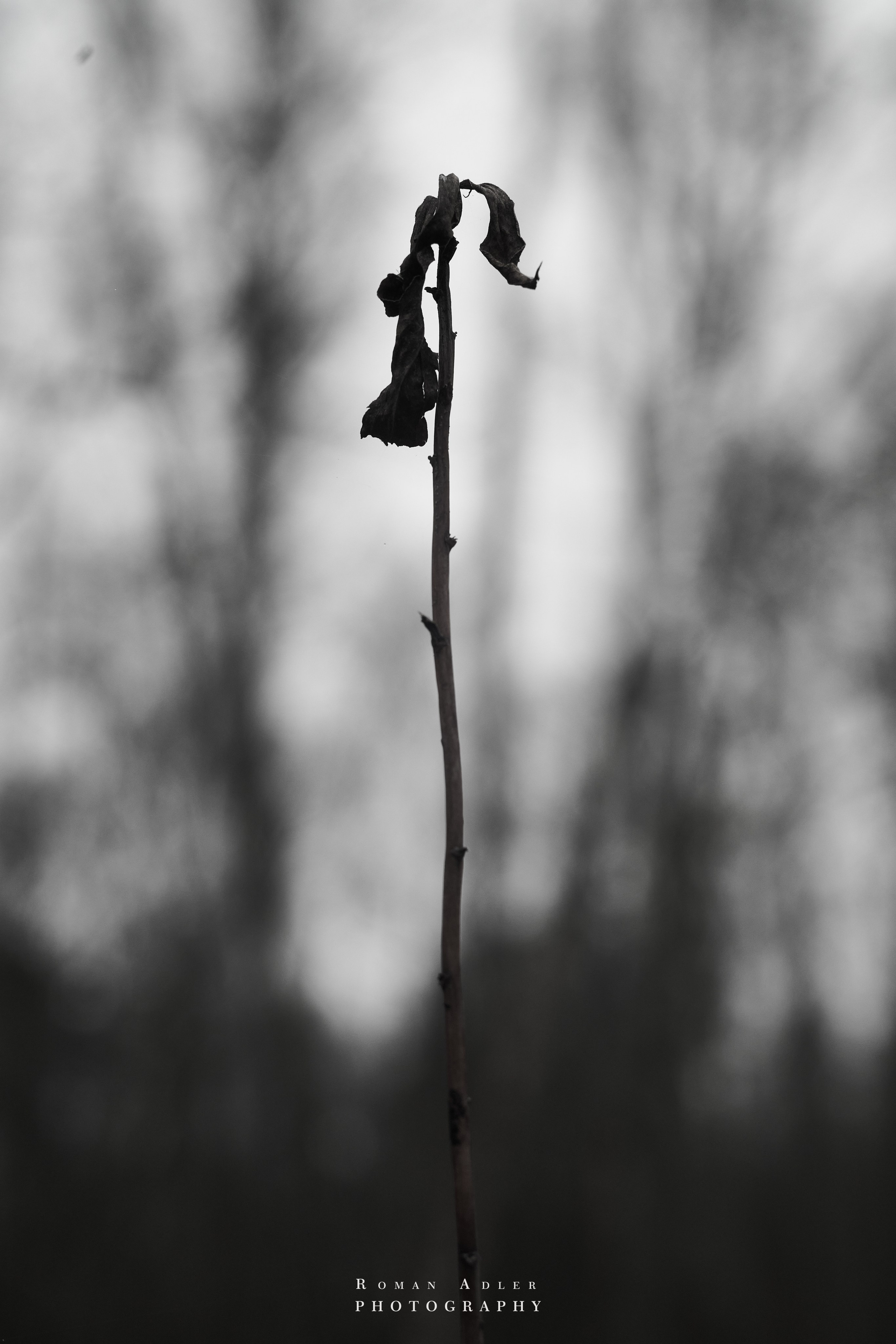 Февральский лес. Фотограф Роман Адлер