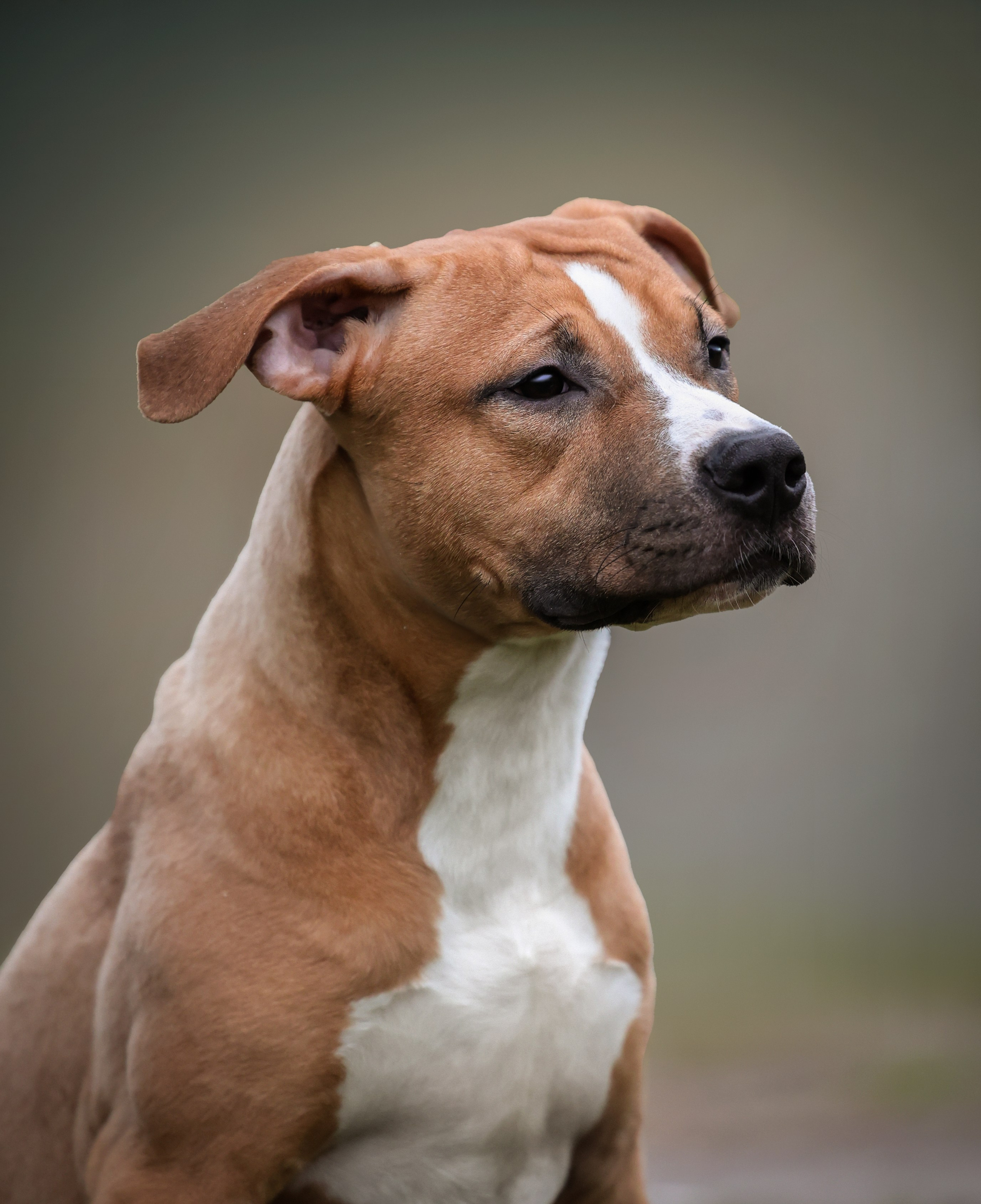 Анималистика. Репортаж. Индивидуальная съемка