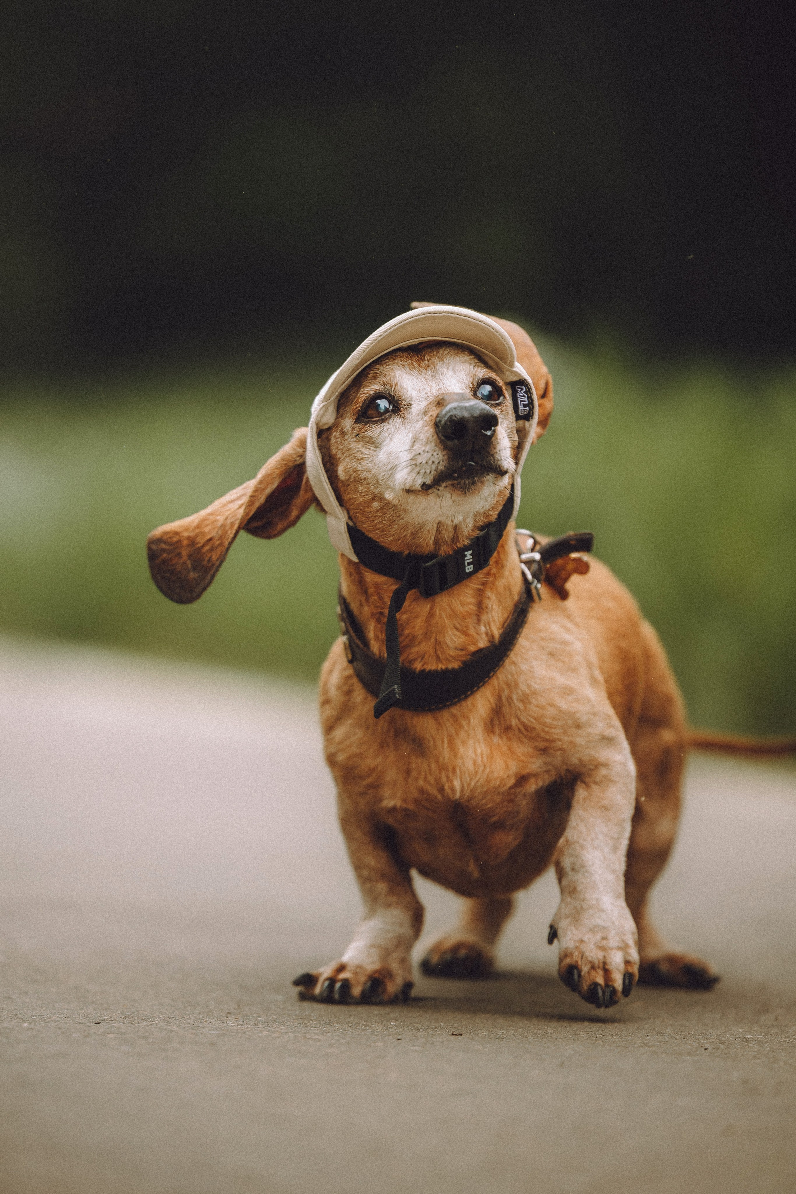 Груша, Данни, Фунтик и их семья