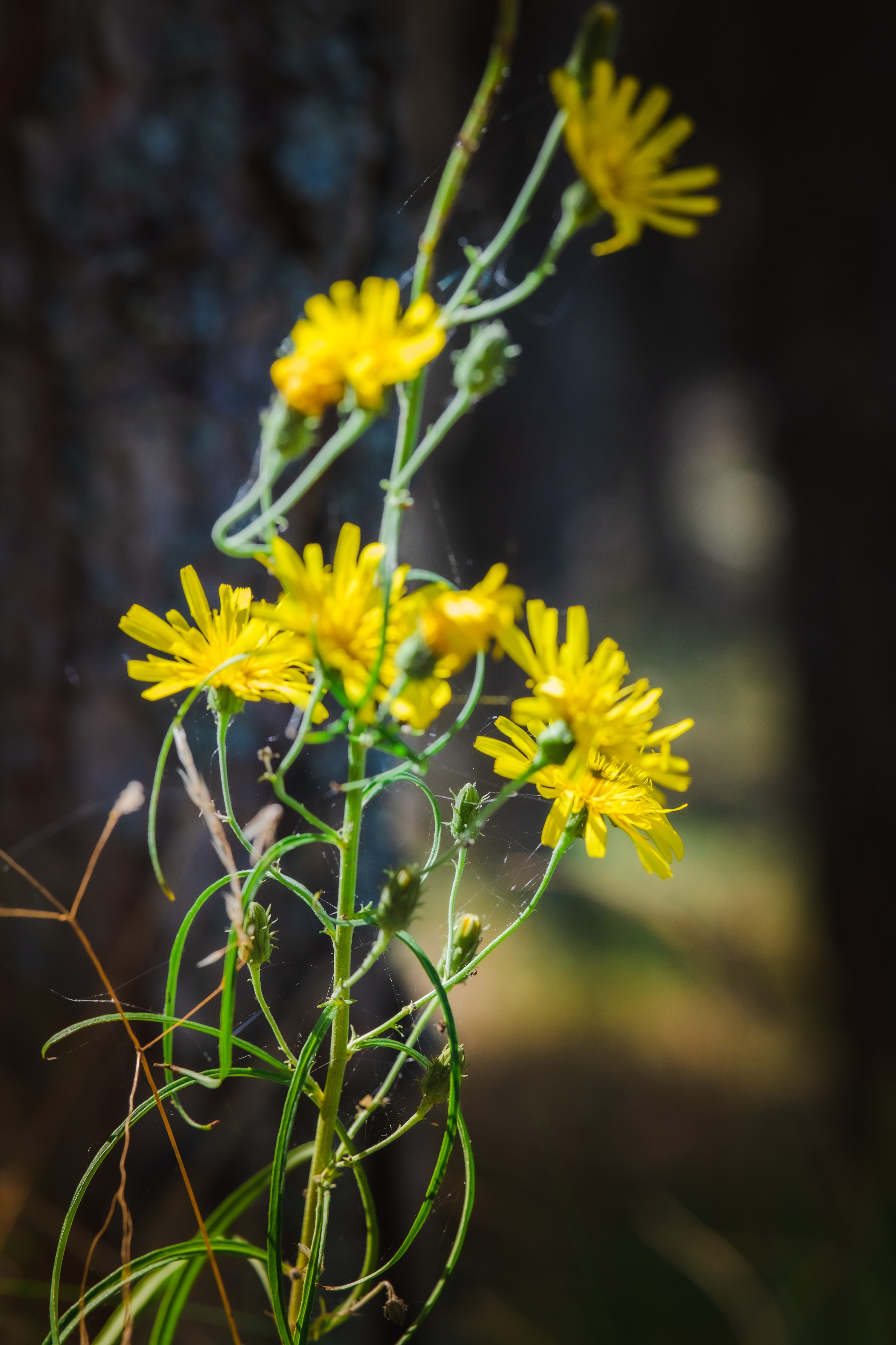 Чем дальше в лес. KRUTOVA_фотографирую жизнь