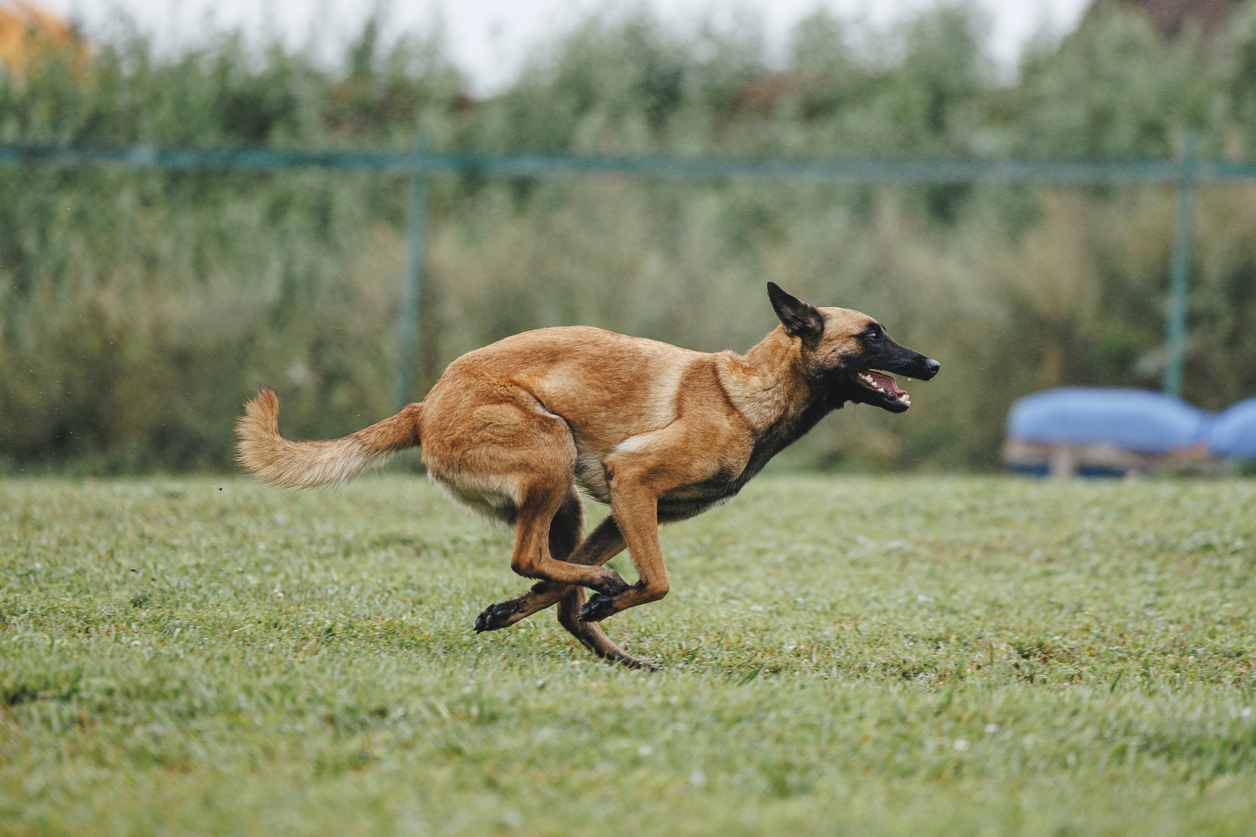 08.08.25-10.08.25 ЧР по мондьорингу г. Вологда. Фотограф-анималист Анна Маринич