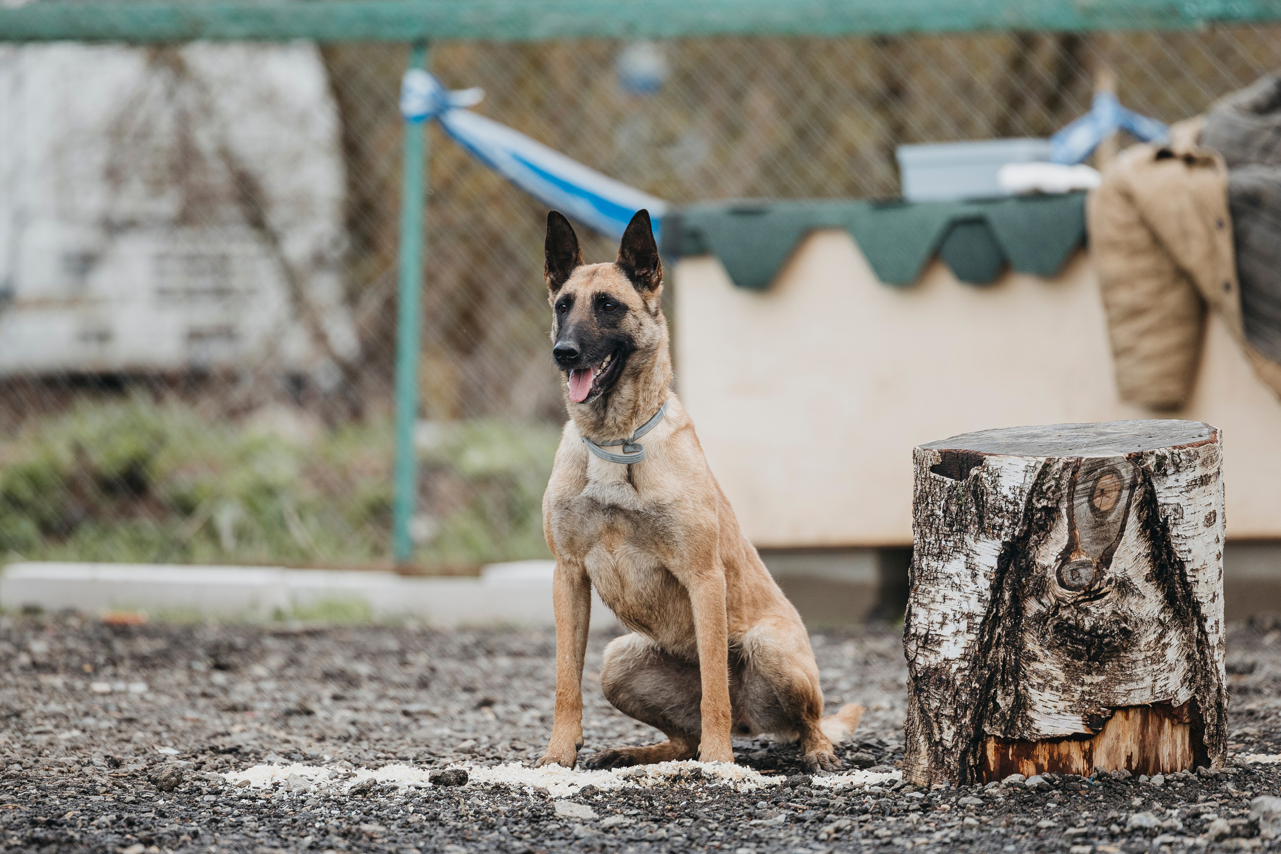 09.05.25 Вологда соревнования. Фотограф-анималист Анна Маринич