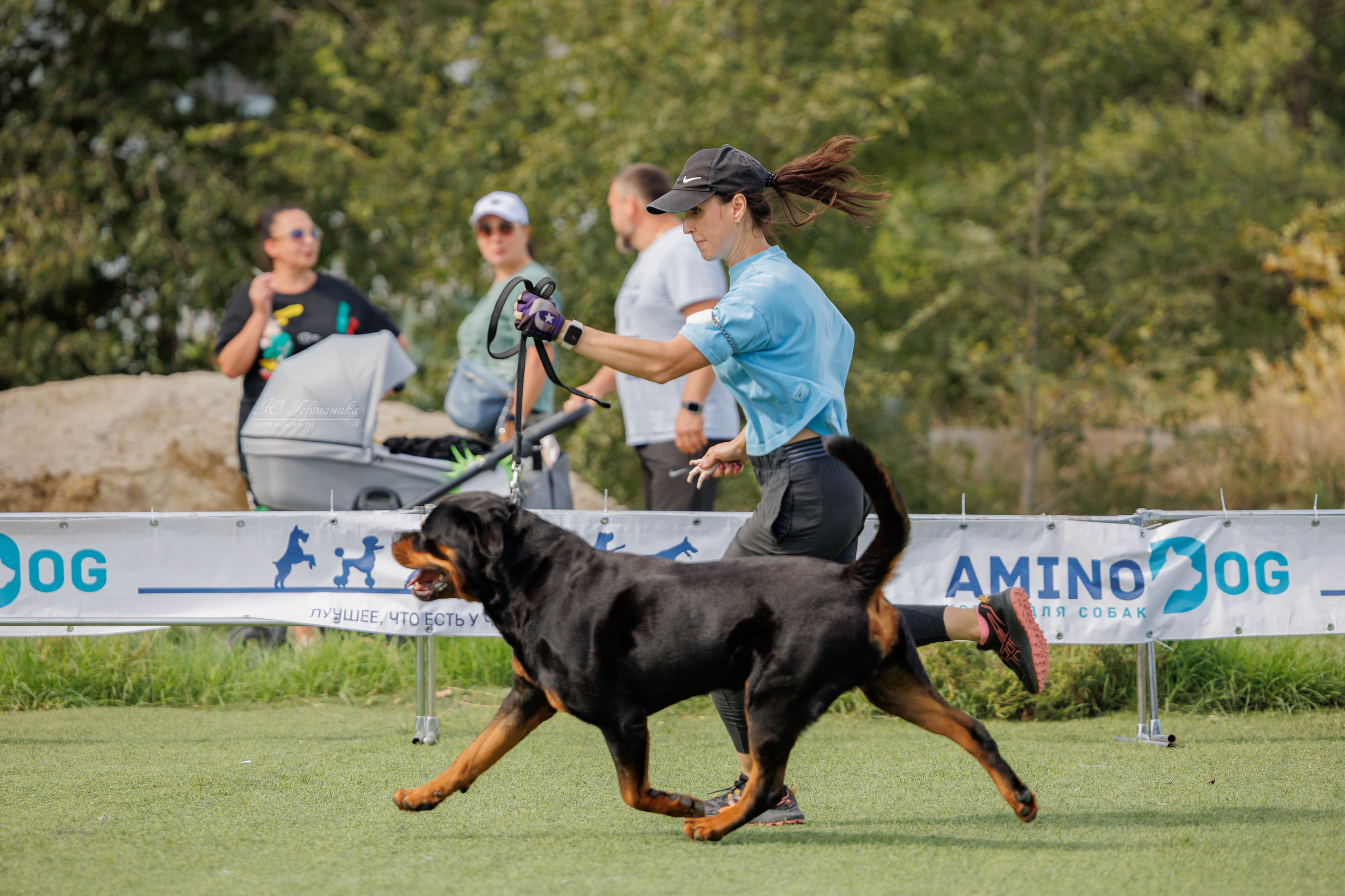 Анапа ротвейлеры 14-15.09.2024. Фотограф-анималист Юлия Германика