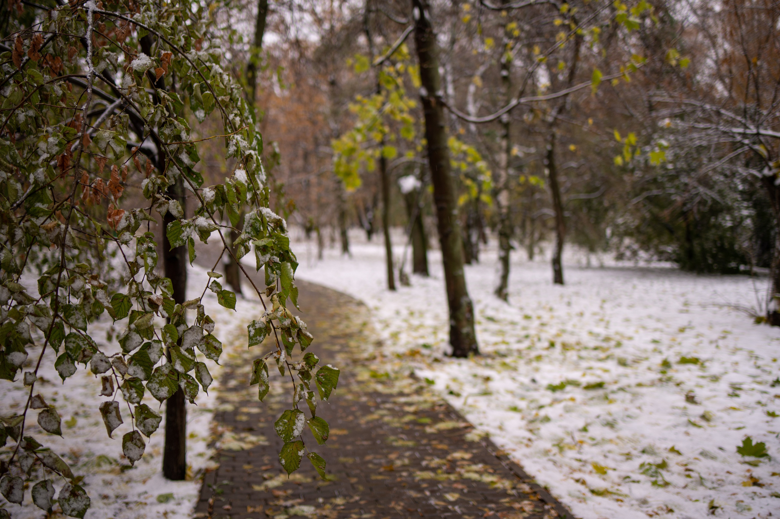 20231030 Тест Tamron SP 35 mm F/1.8. Дмитрий Ремизов. Фотография, как хобби